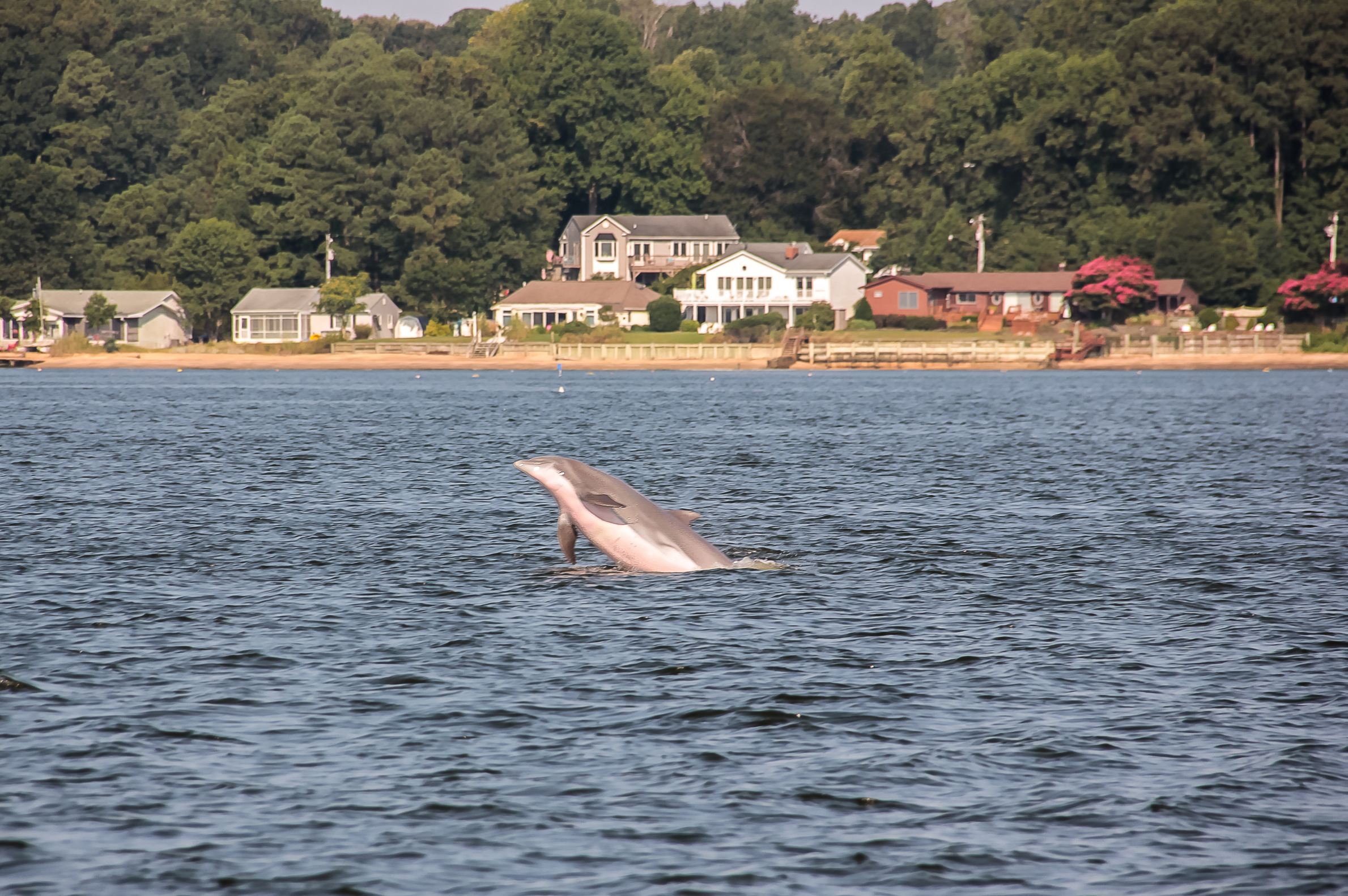 Dolphin jumping out of the water in middle Chesapeake Bay
