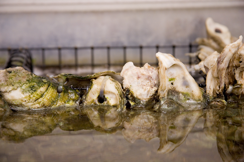 oysters