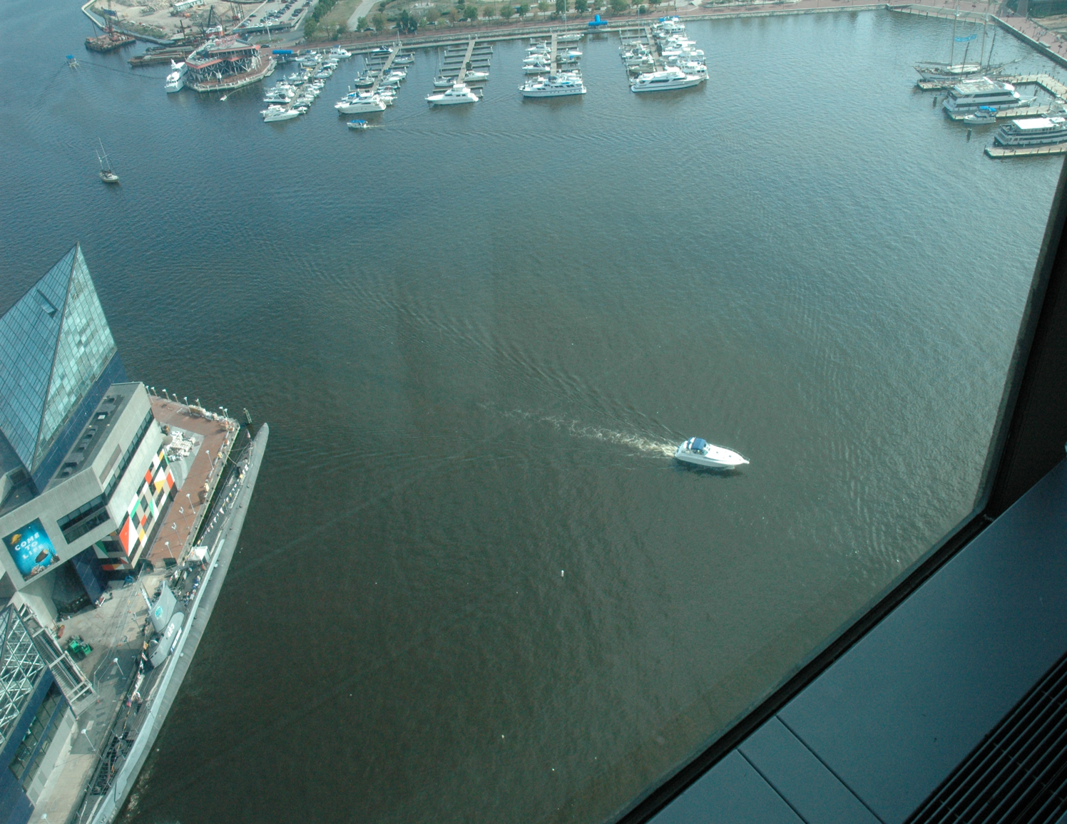 Karlodinium bloom from Baltimore's World Trade Center