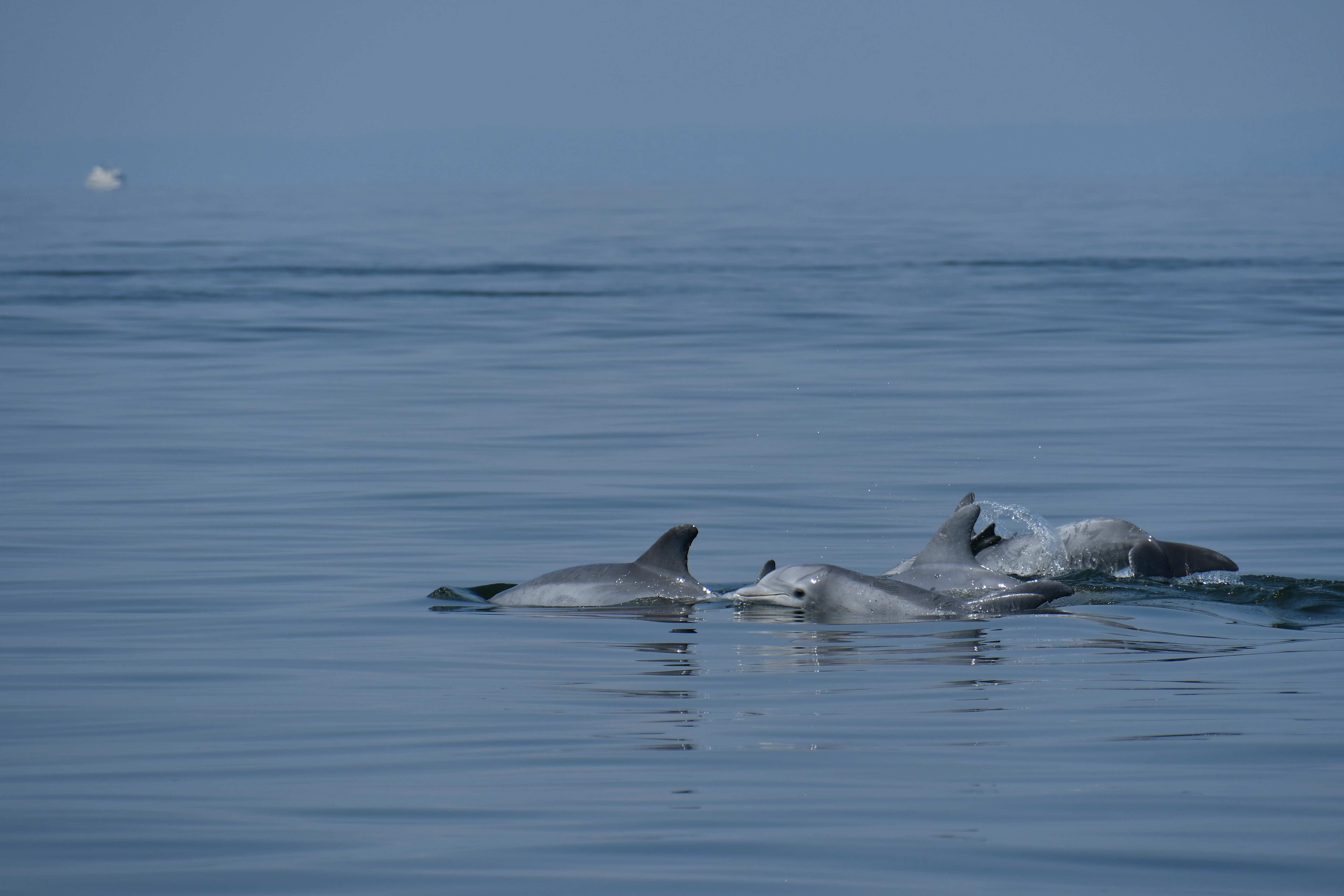 A pod of dolphins breach the water's surface in Chesapeake Bay