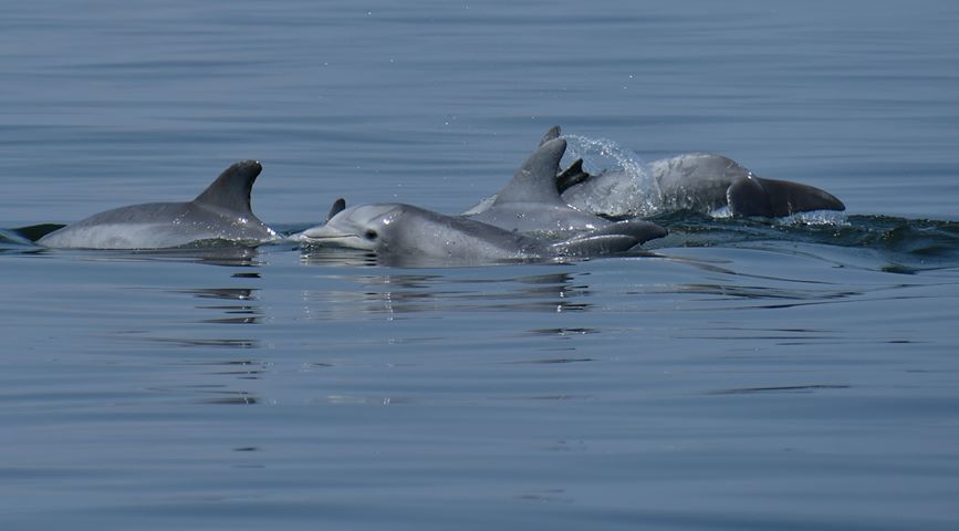 Dolphins in the Bay