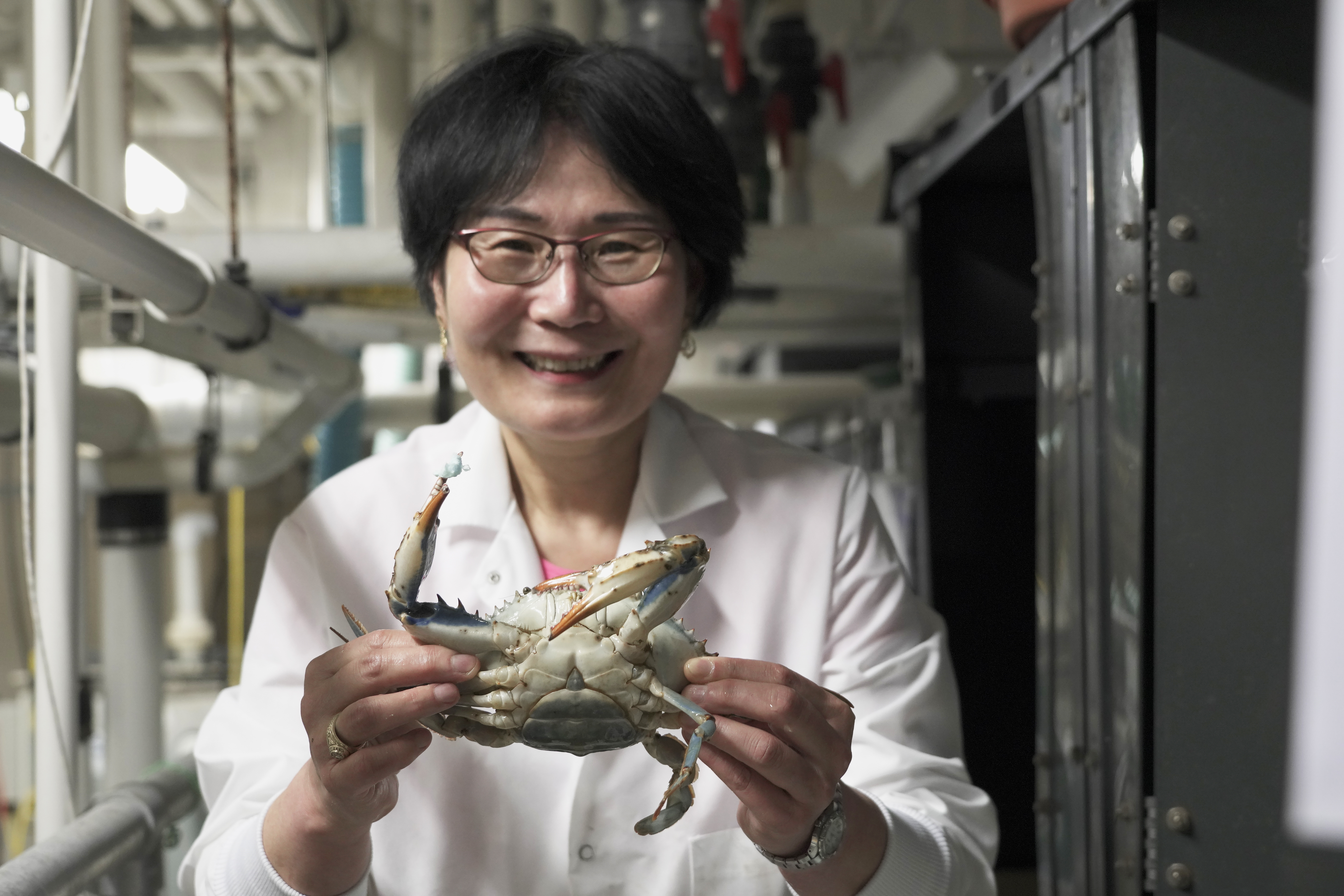 Prof Sook Chung with blue crab at IMET, Baltimore.