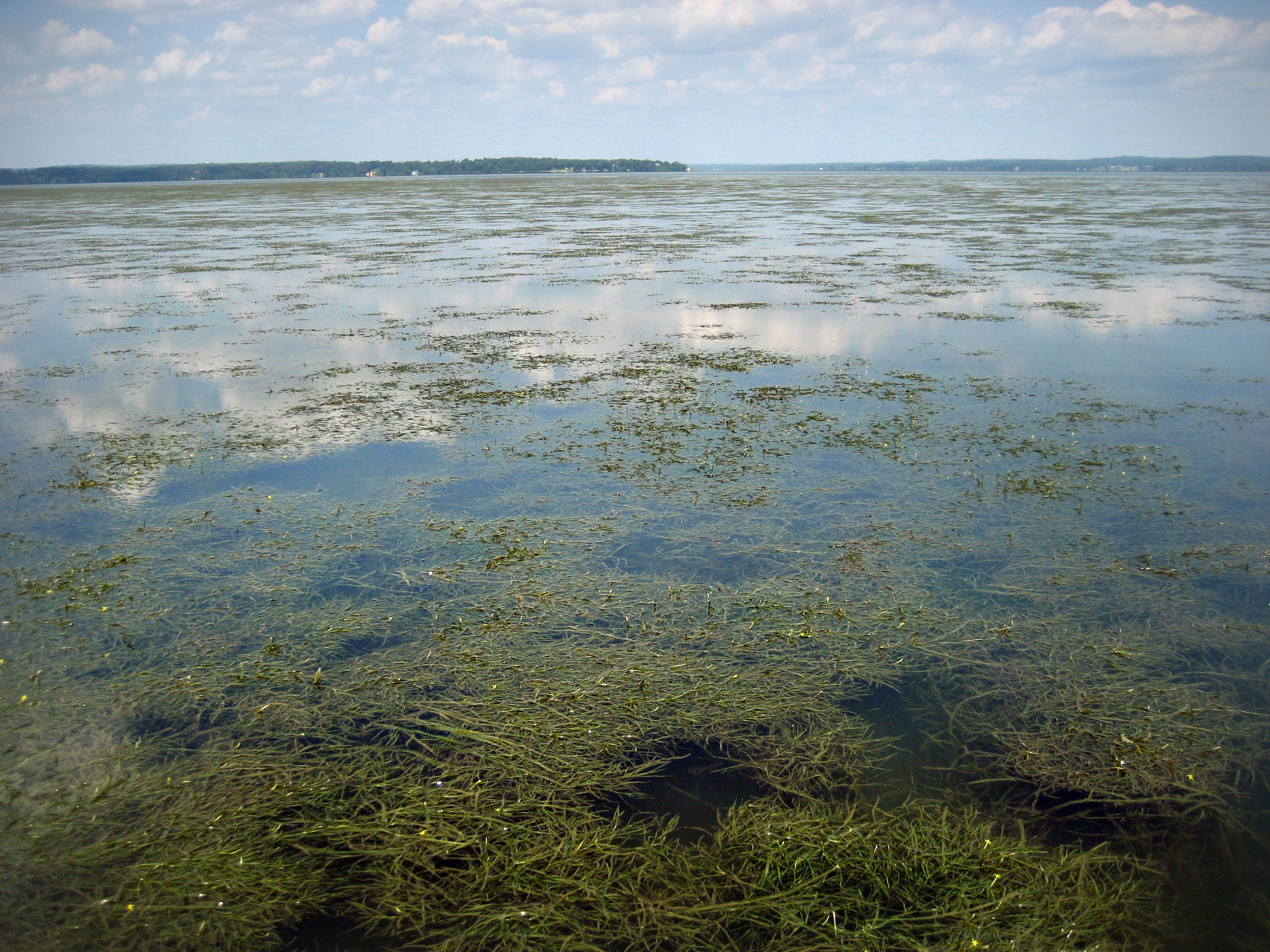 Aquatic grasses seen in the Susquehanna Flats near Havre de Grace, Maryland.