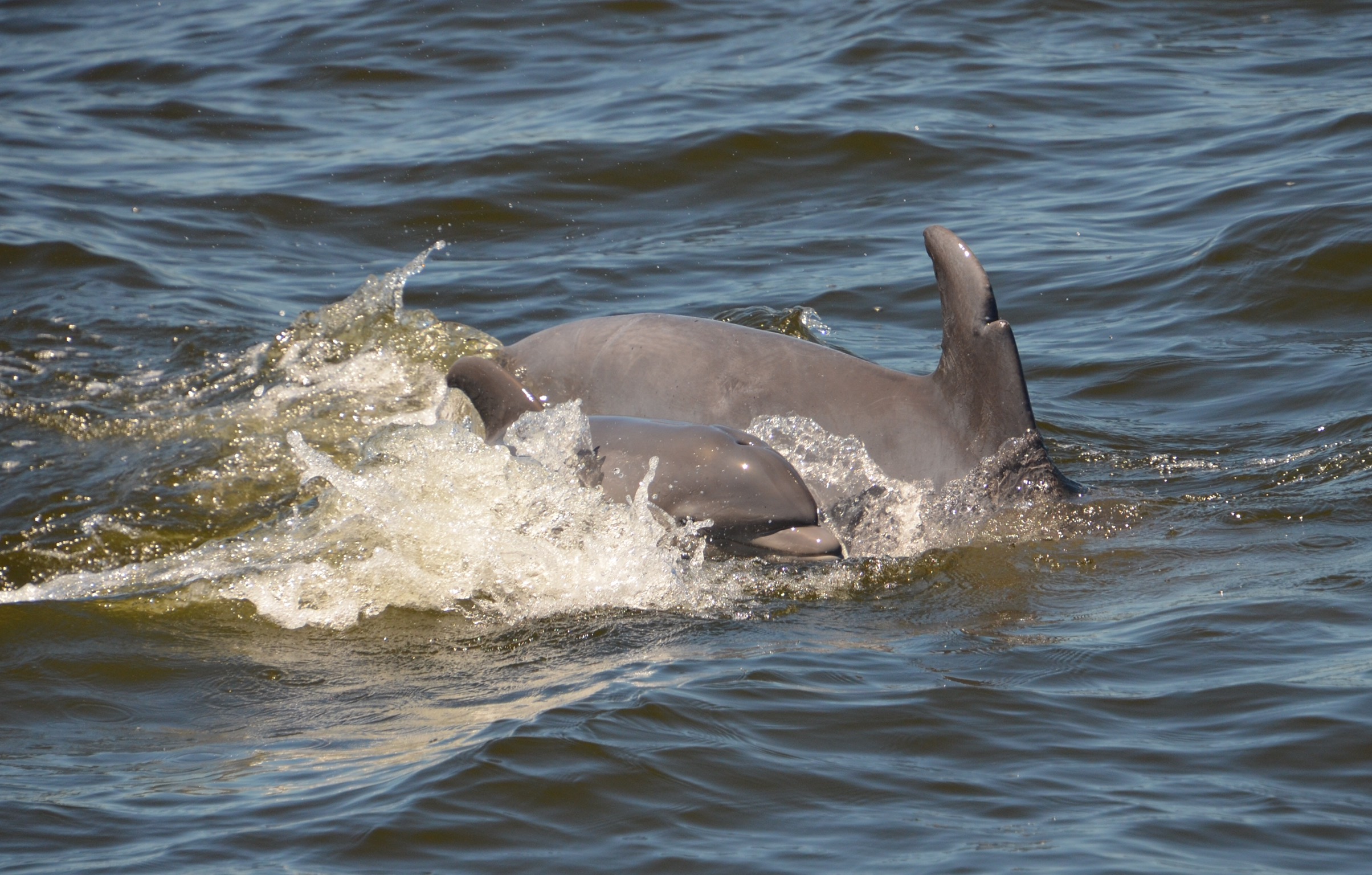 Dolphins swimming in the Patuxent River