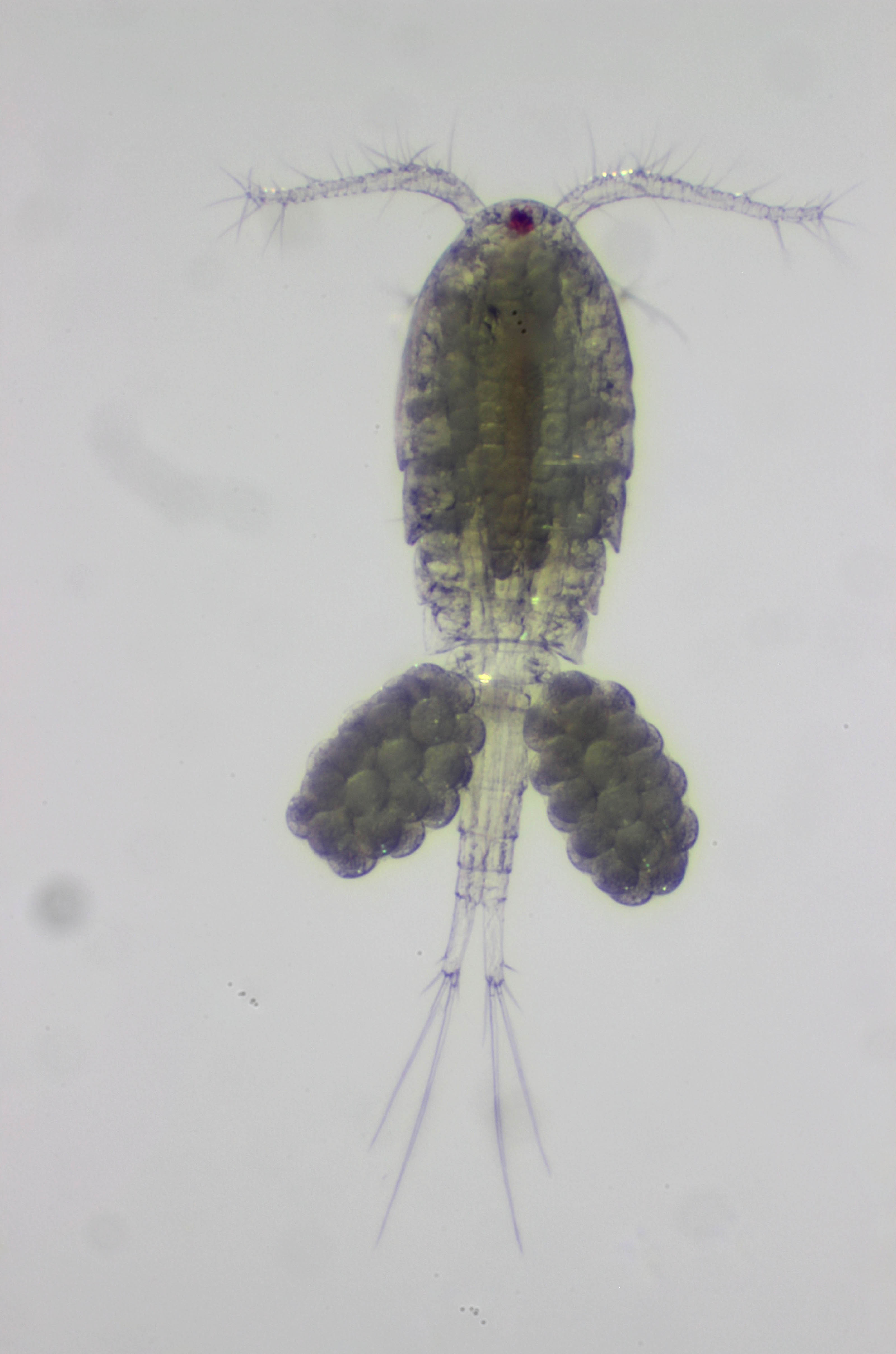 They are Acanthocyclops robustus, and were isolated from ponds at Pickering Creek Audubon Center in Easton, MD. Photo by Catherine Fitzgerald