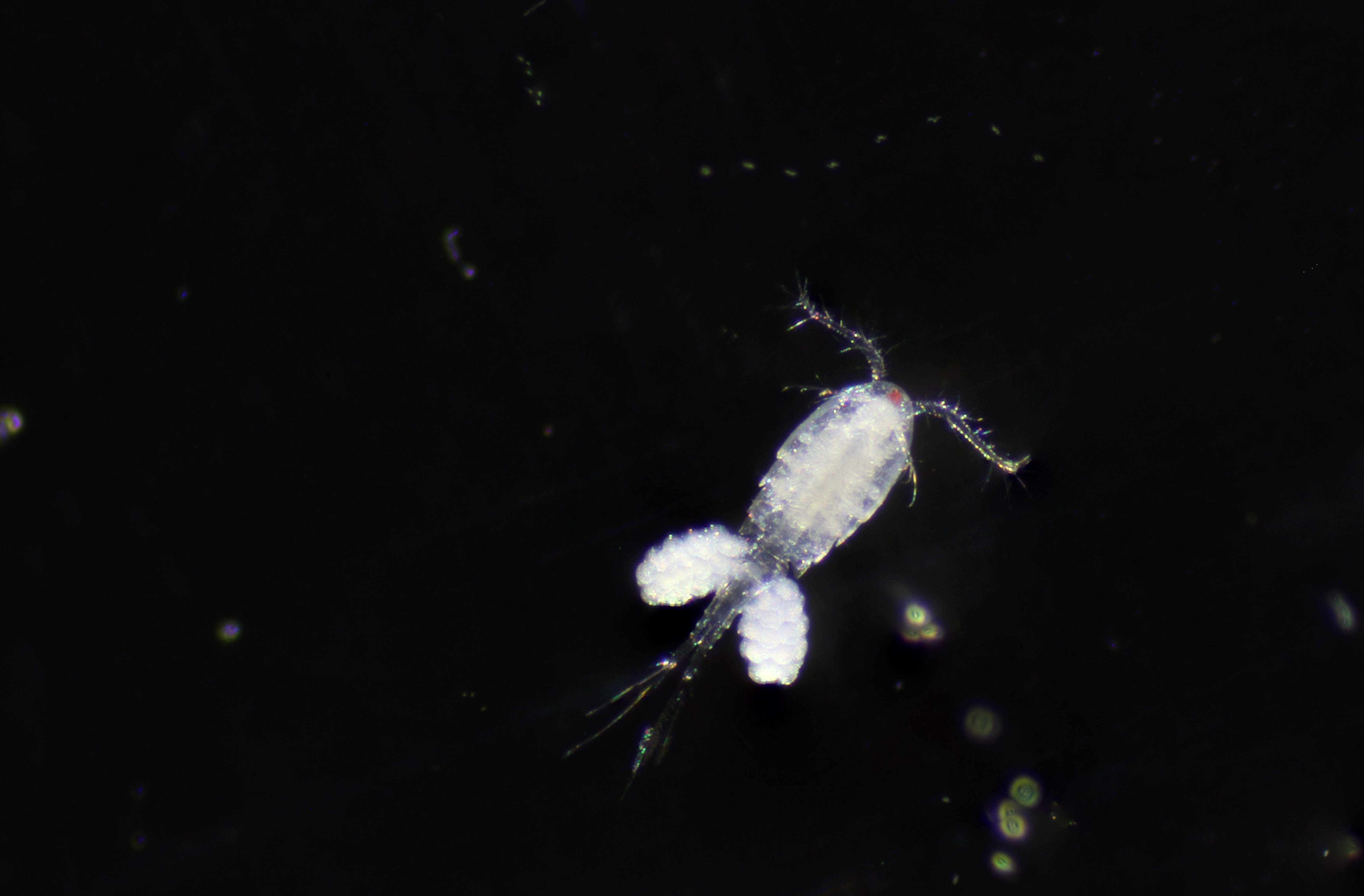 Adult female copepod, Acanthocyclops robustus, from ponds at Pickering Creek Audubon Center in Easton, MD