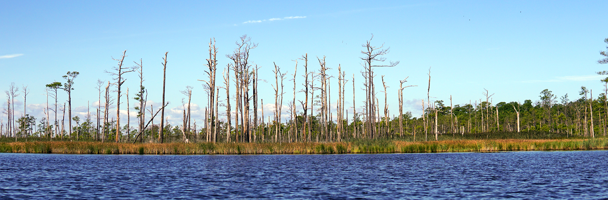 a ghost forest, barren trees along the water.