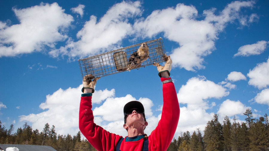 John Hoogland raises a cage to carefully inspect a prairie dog. 