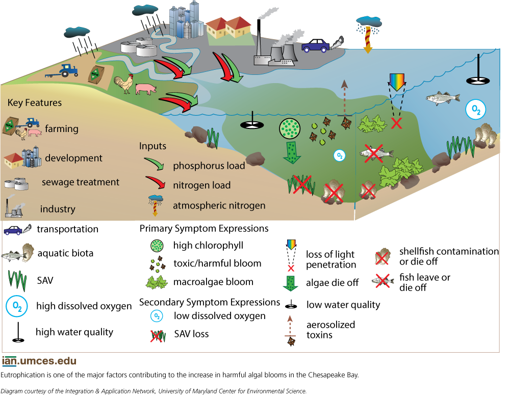 Conceptual Diagram illustrating the process that creates low oxygen levels in an estuary. Diagram from "Global Warming and the Free State"