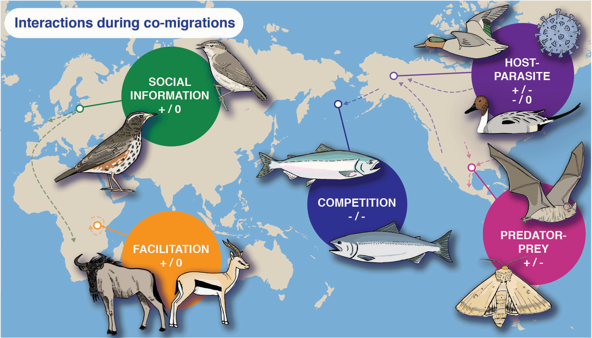 Figure depicting migration interactions