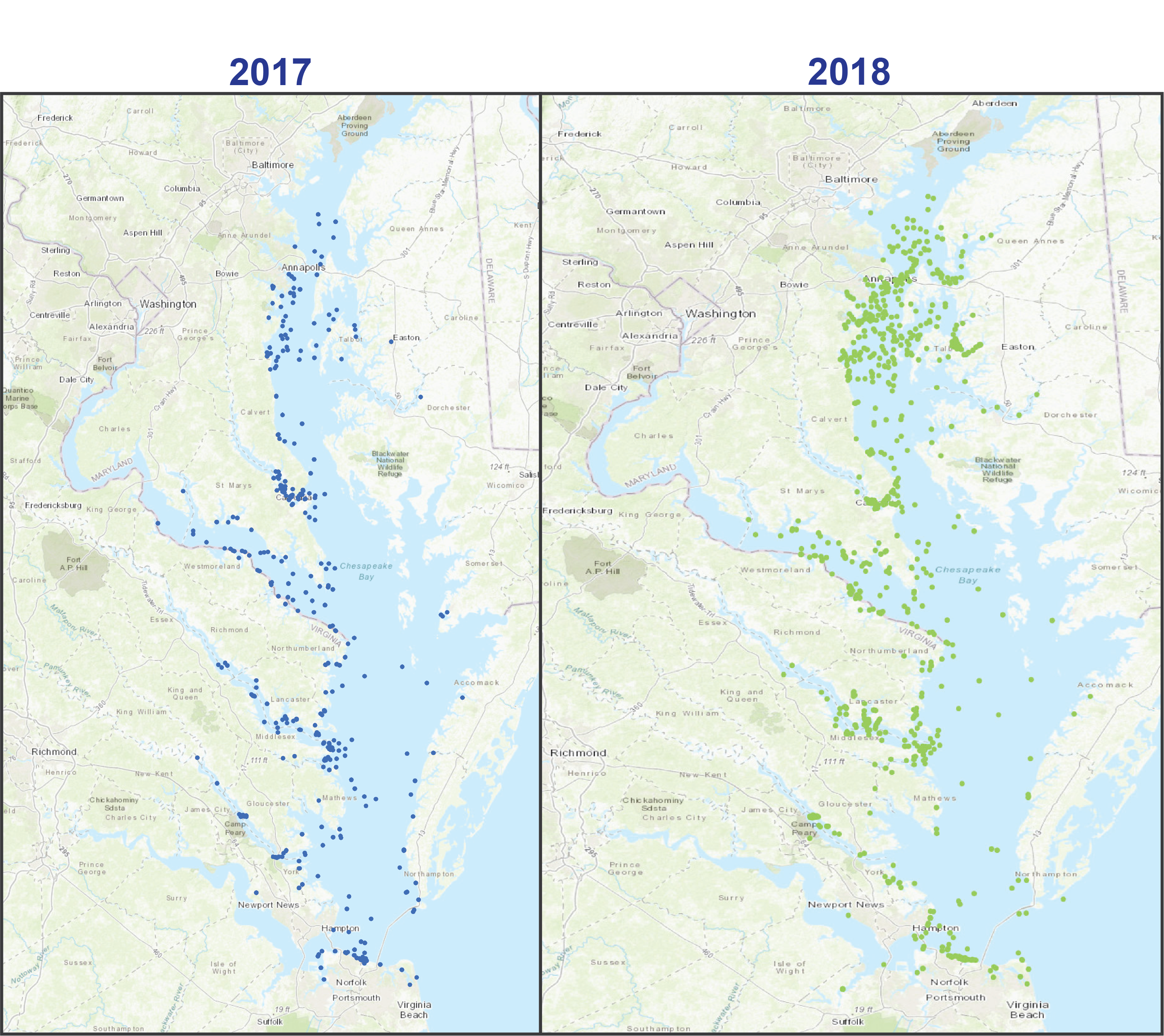 Map of Chesapeake Bay showing confirmed dolphin sightings in green dots from the Atlantic Ocean north to Baltimore.