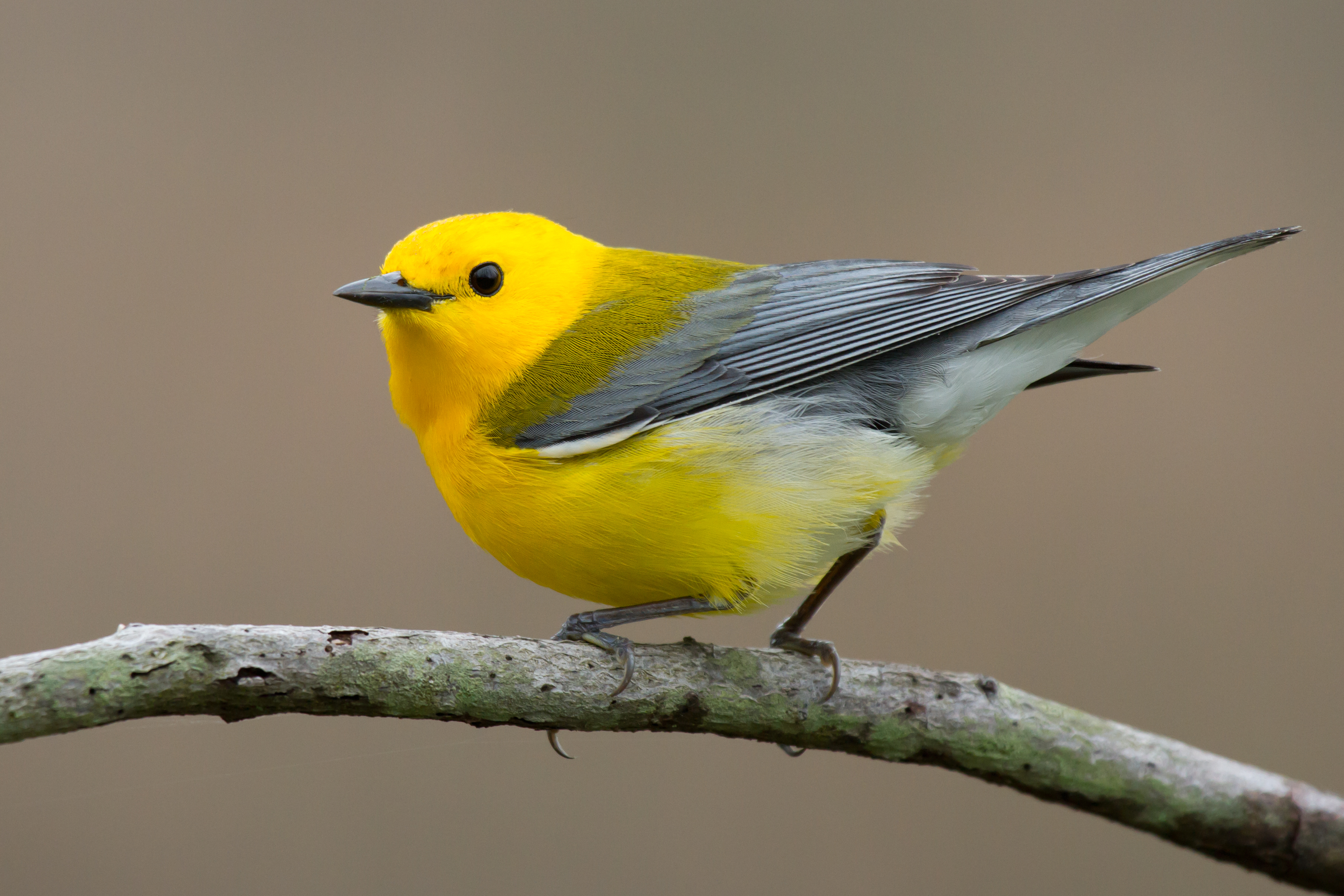 A yellow and grey migratory bird perches on a stick