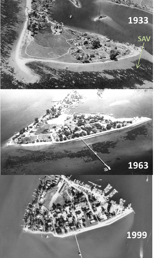 The shores of Solomons Island near the Chesapeake Biological Laboratory research pier were once covered with lush bay grass beds, but these beds began to decline in the 1960s and were completely gone by the 1970s. Bay grasses did not return to the region 