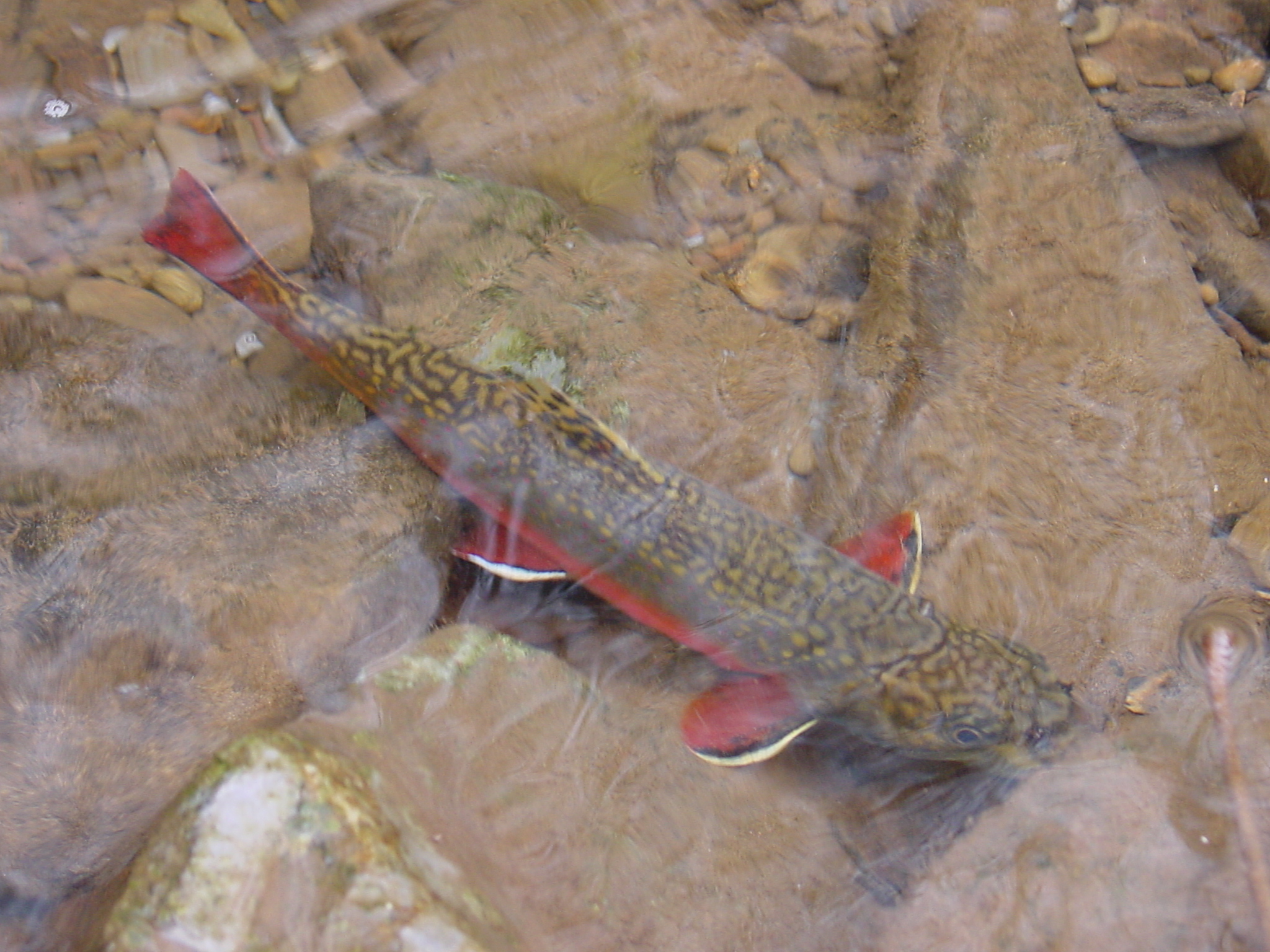 Brook trout swimming in stream with rock bed. 