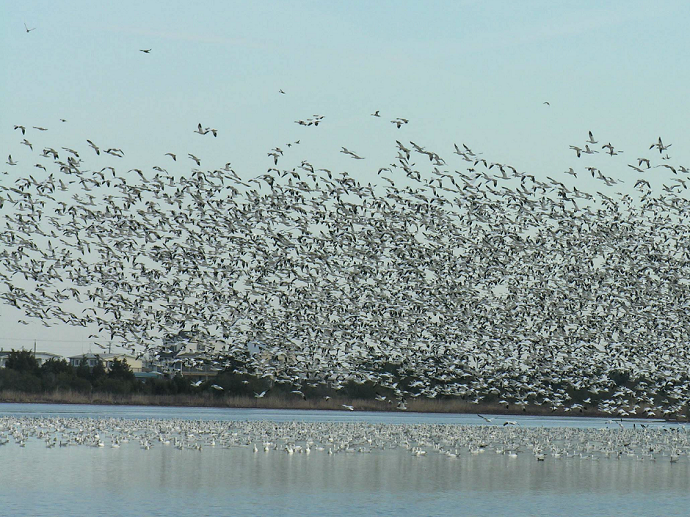 Flock of snow geese taking off over body of water.