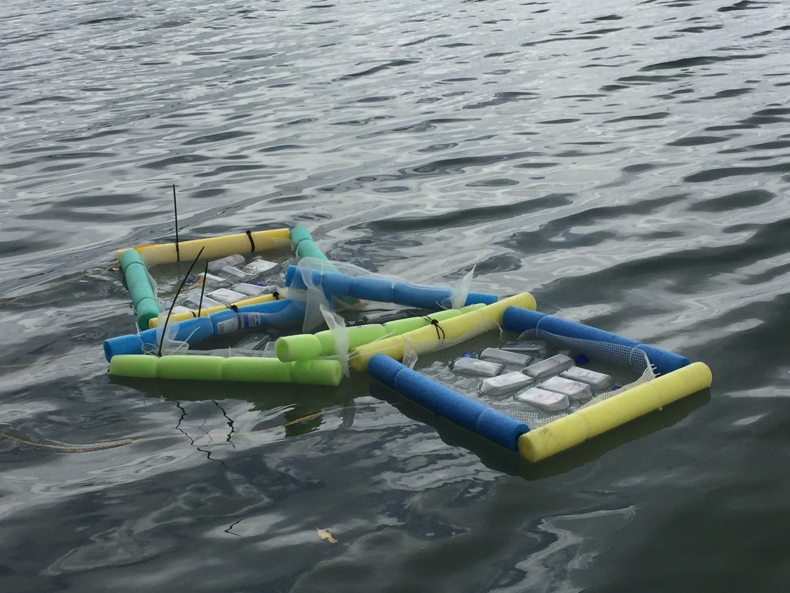 Juan's samples float in the bay before he can retrieve them to study closer.