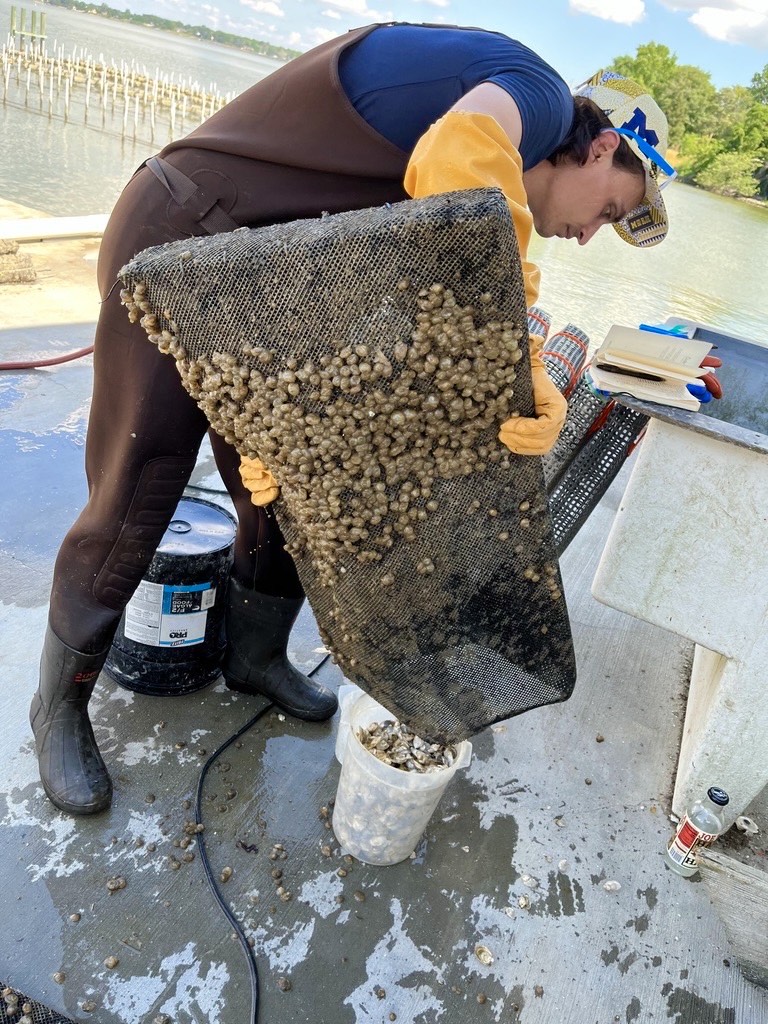 Michael Kalinowski studies oyster sediment at HPL.