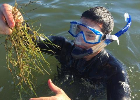 Jeremy Testa, in snorkeling gear, holds up a clump of aquatic grasses