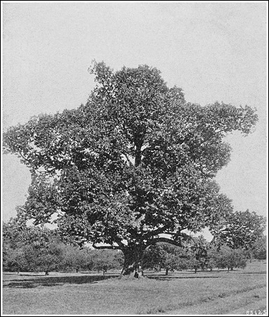American Chestnut taken by US Forest Service in early twentieth century