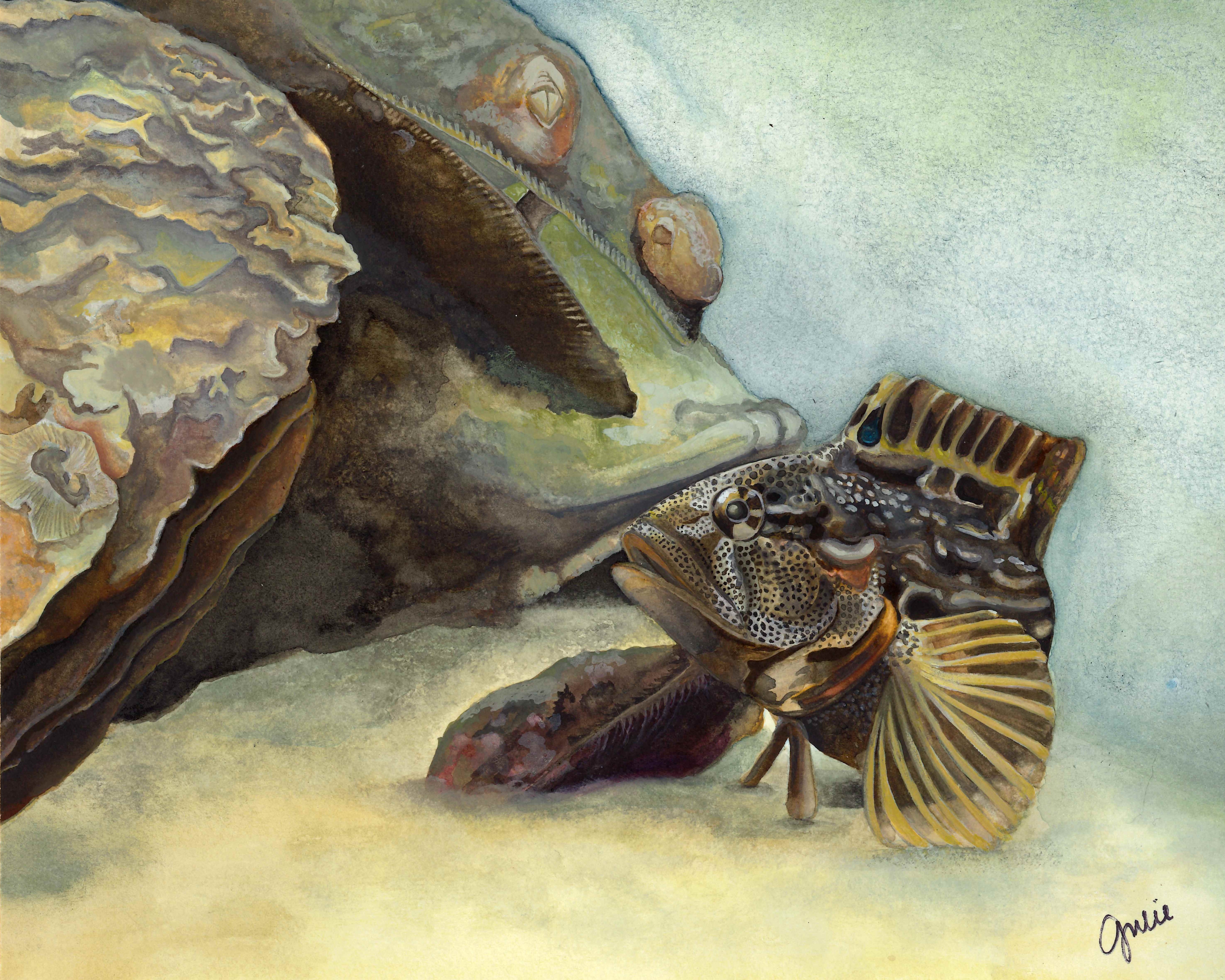 A male Striped Blenny in breeding colors guarding his home. Original artwork by Julie Trommatter.