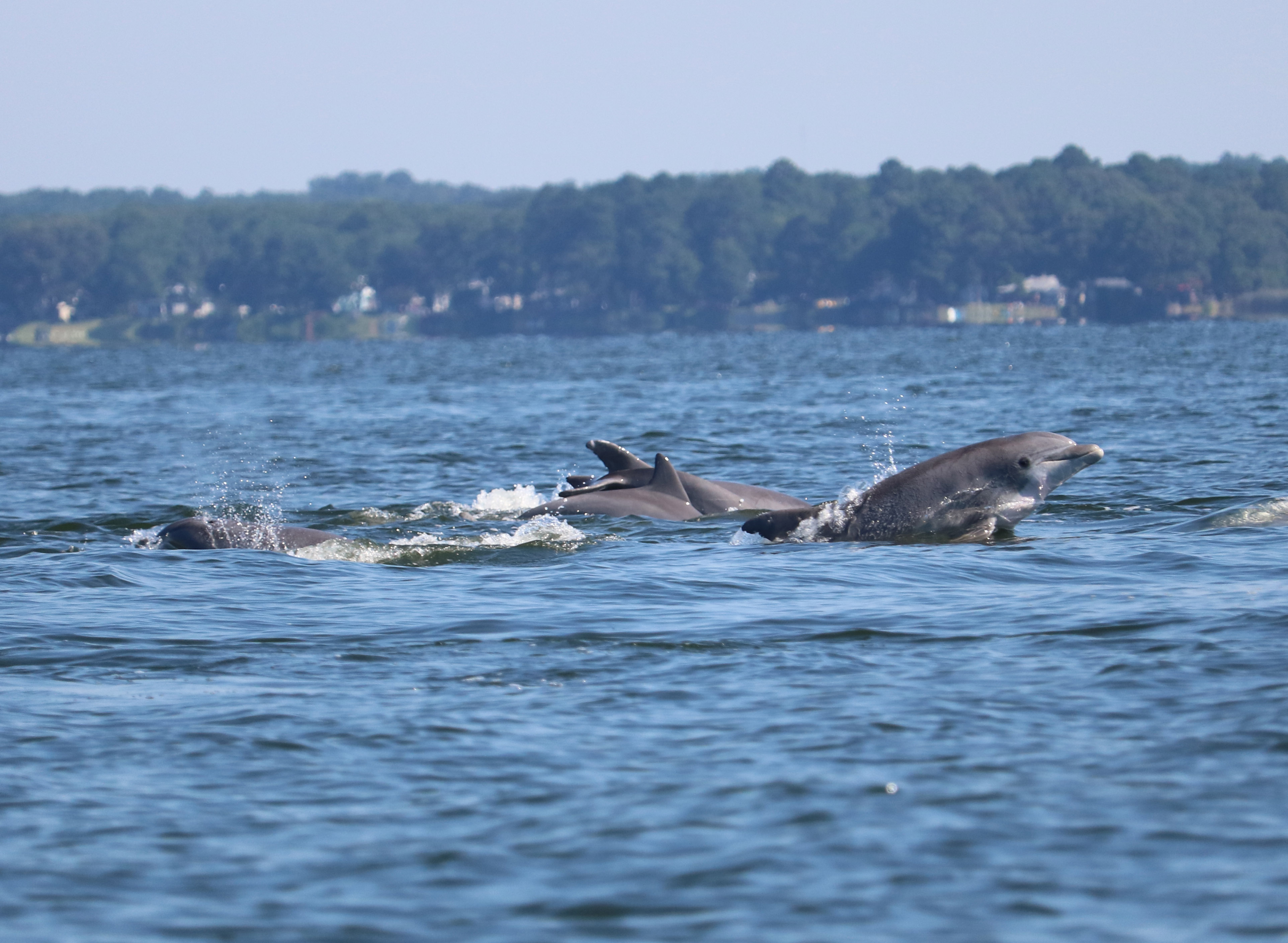 Dolphins in the Chesapeake
