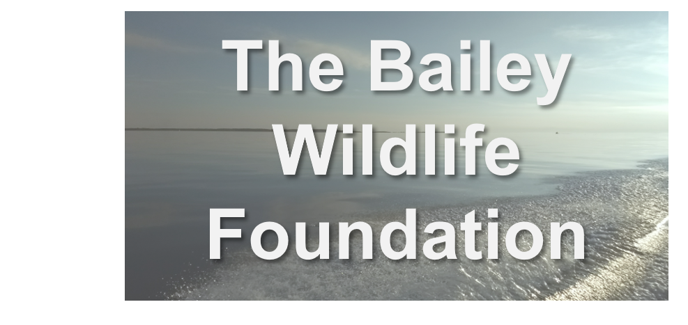 The Bailey Wildlife Foundation