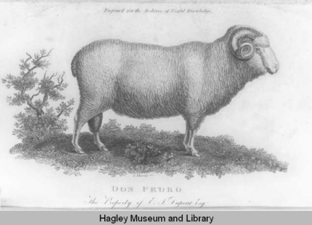 Drawing of Don Pedro, a merino ram