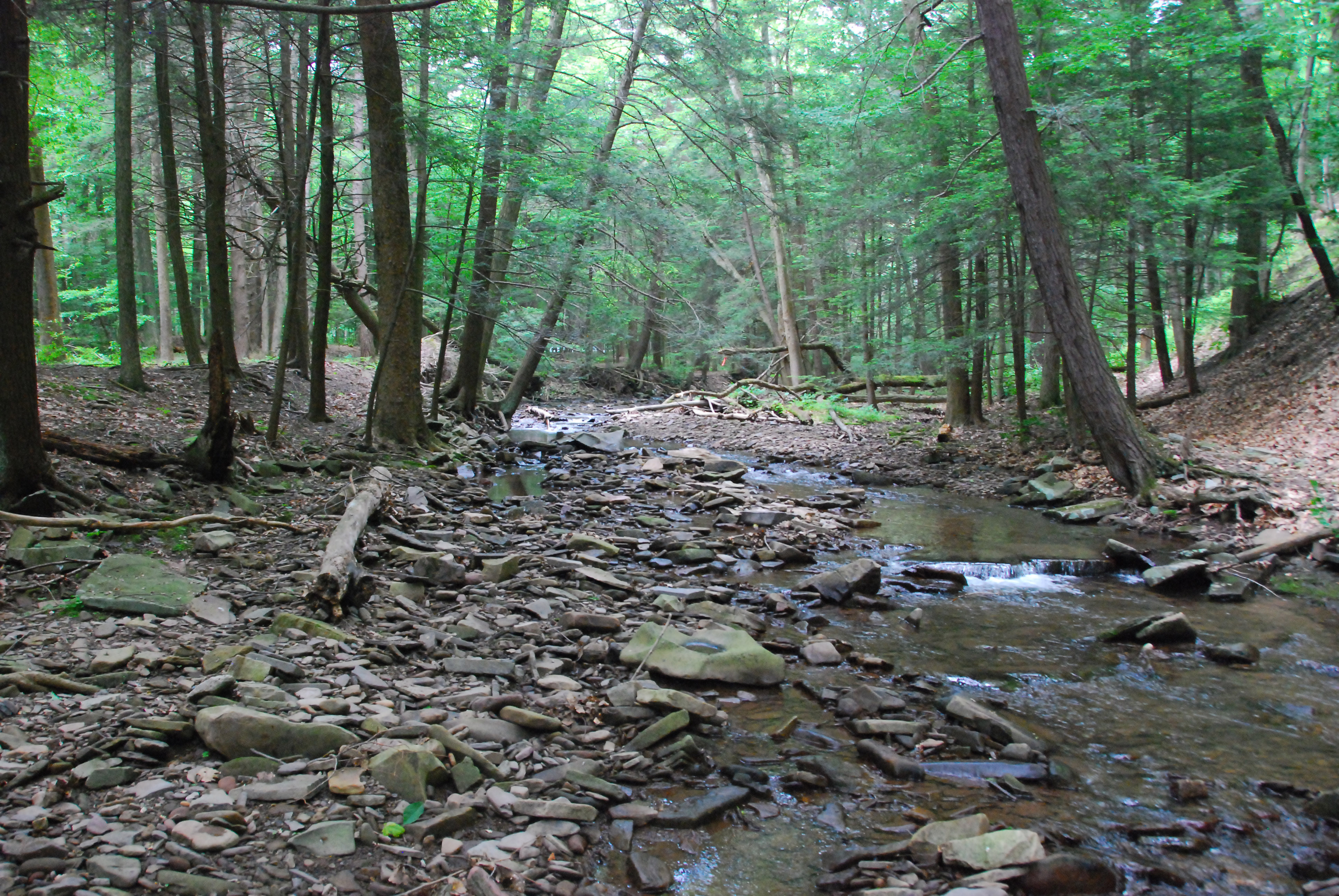 Forest stream