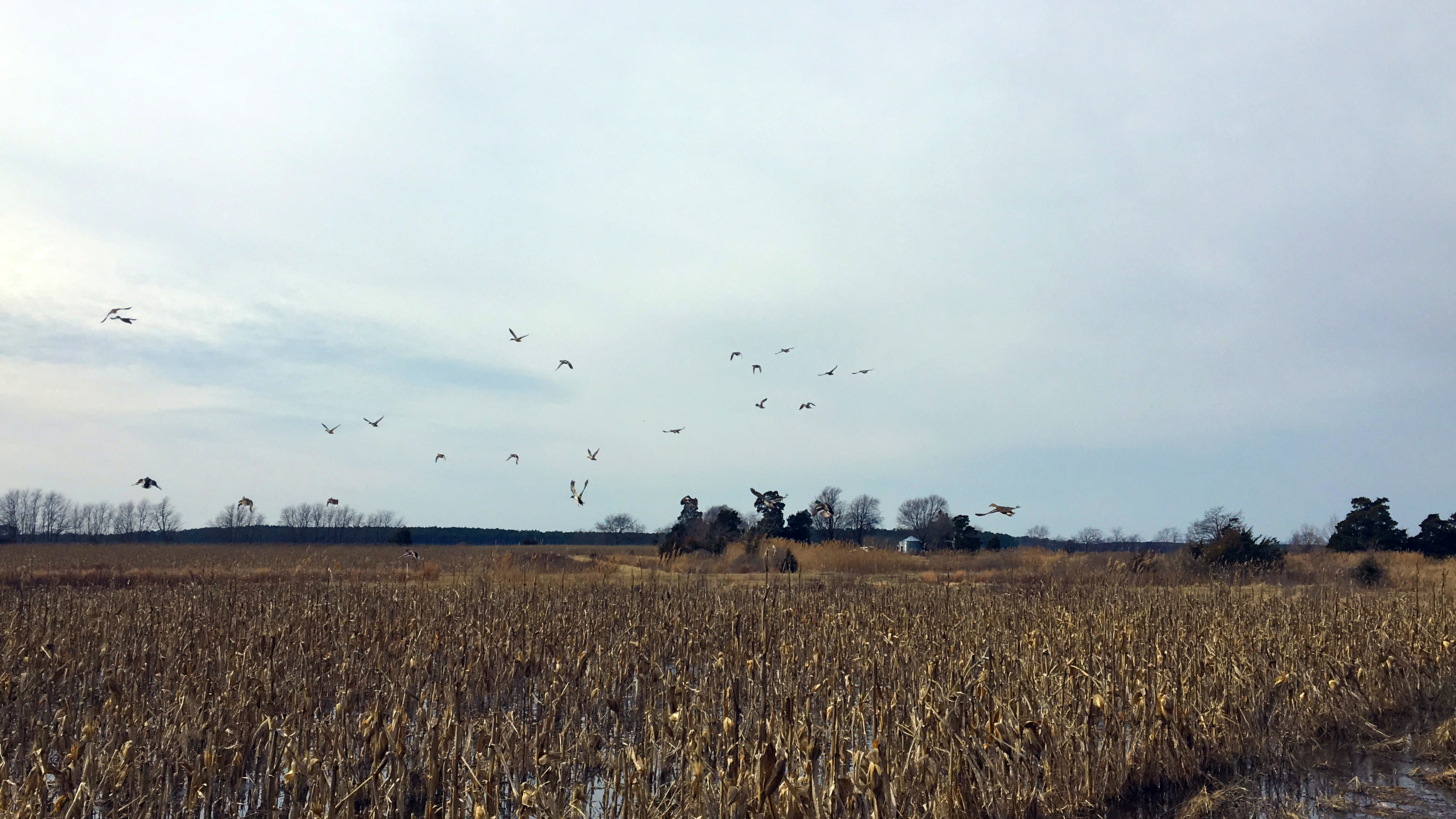 Ducks soar over a yellowed corn field on the Eastern Shore.