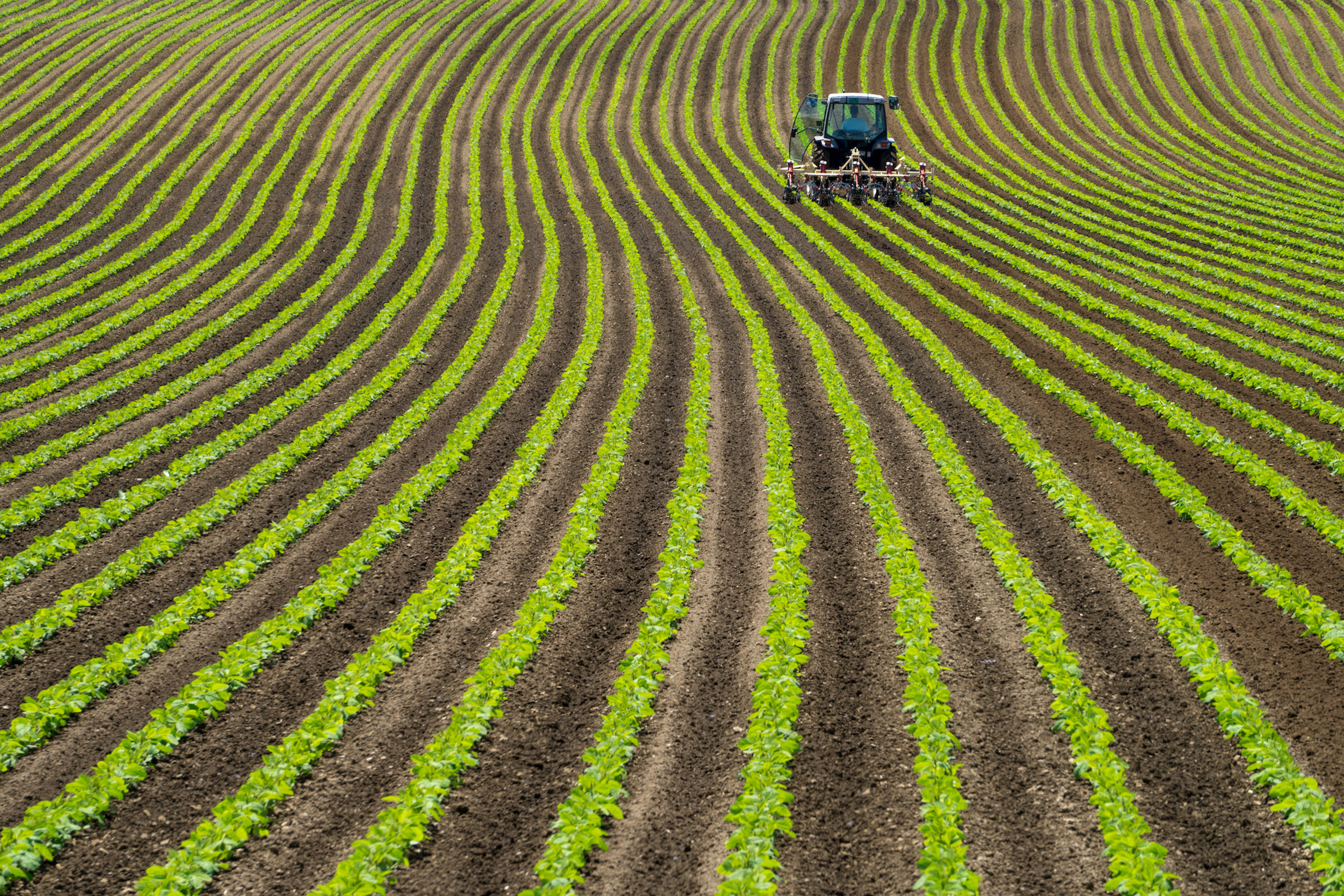 rows of green farm land