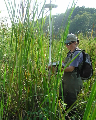 Katia Engelhardt working in the field at Dyke Marsh Preserve