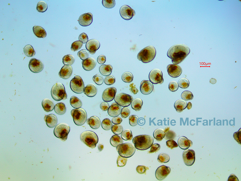 Oyster larvae Oyster larvae
