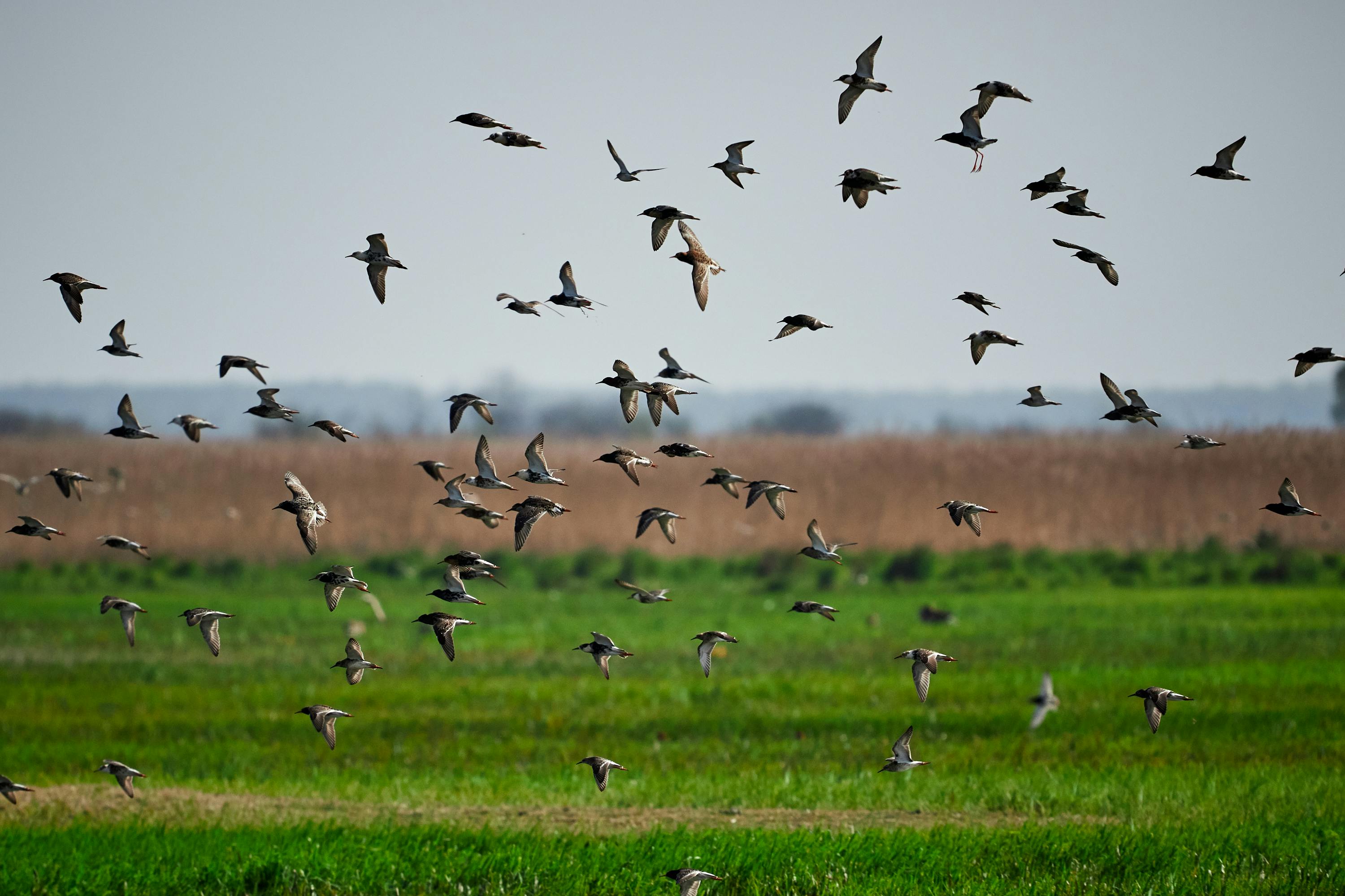 Flock of birds in flight over a green field.