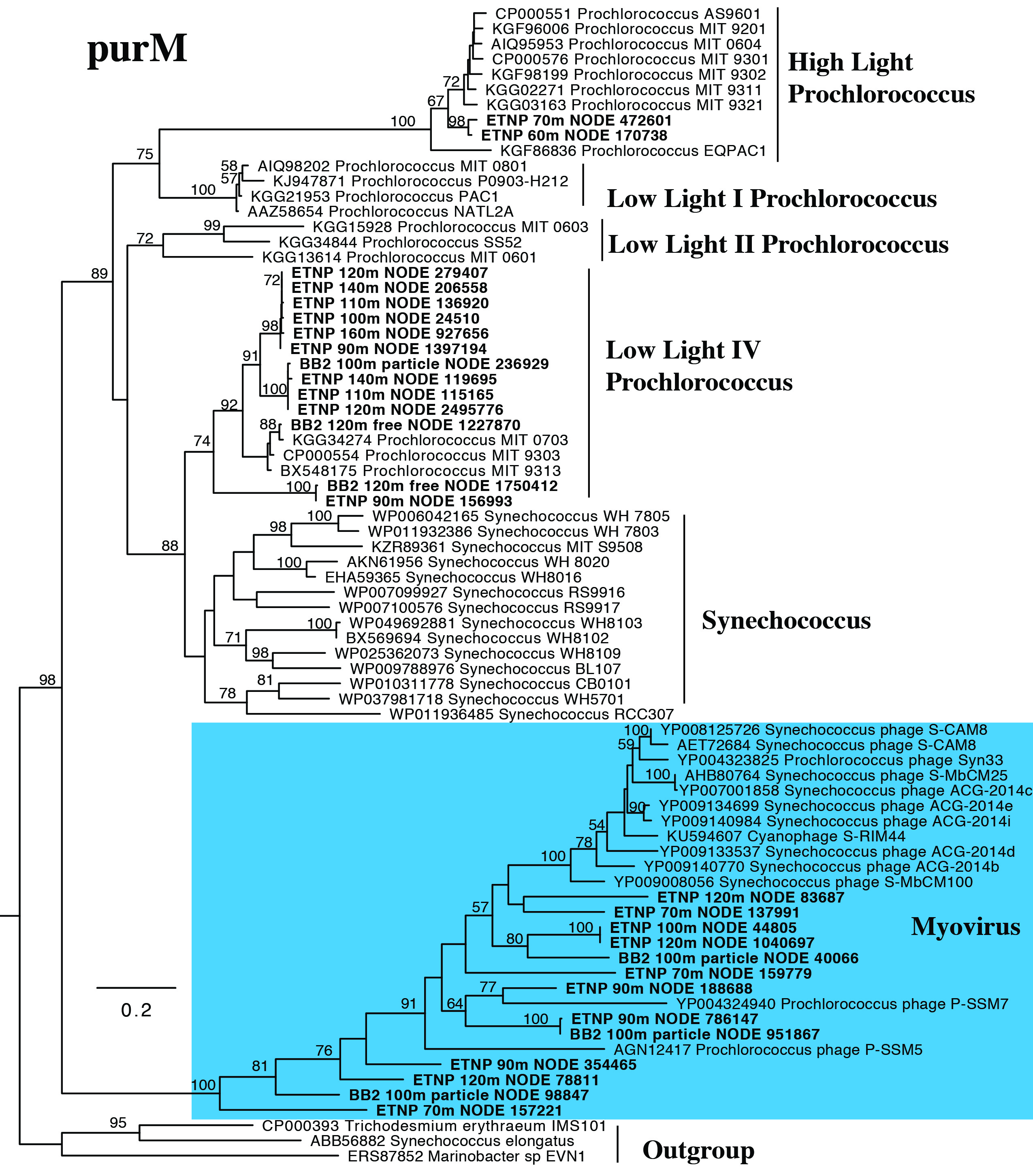purM phylogenetic tree