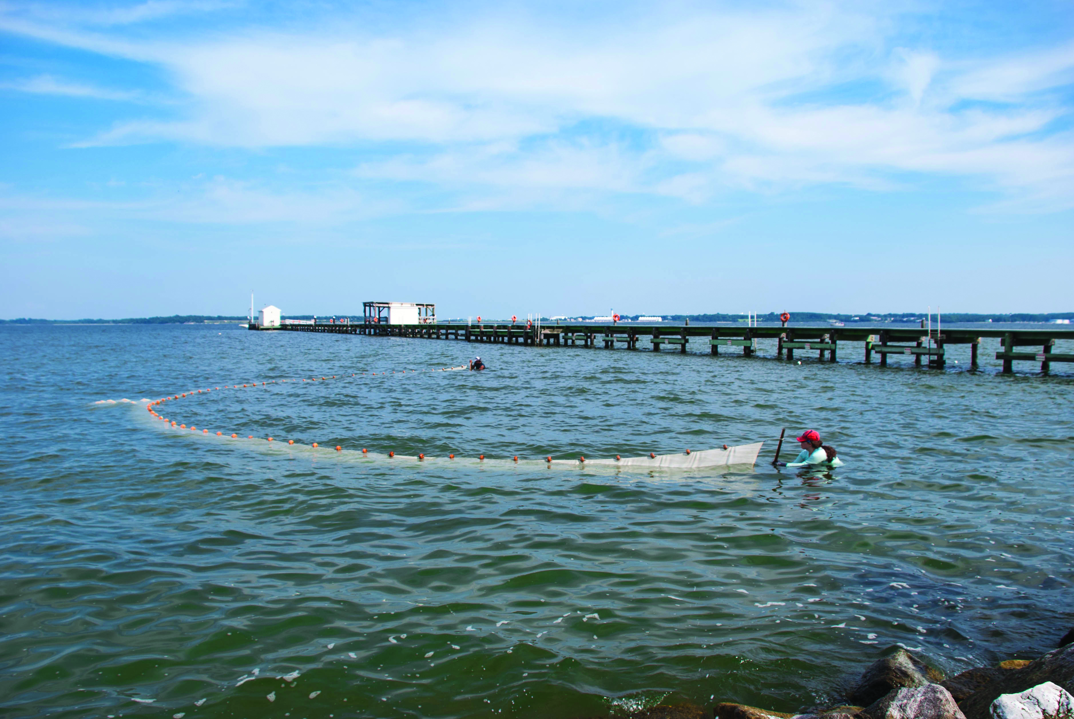 Gathering fish in seine net for counting at Chesapeake Biological Laboratory