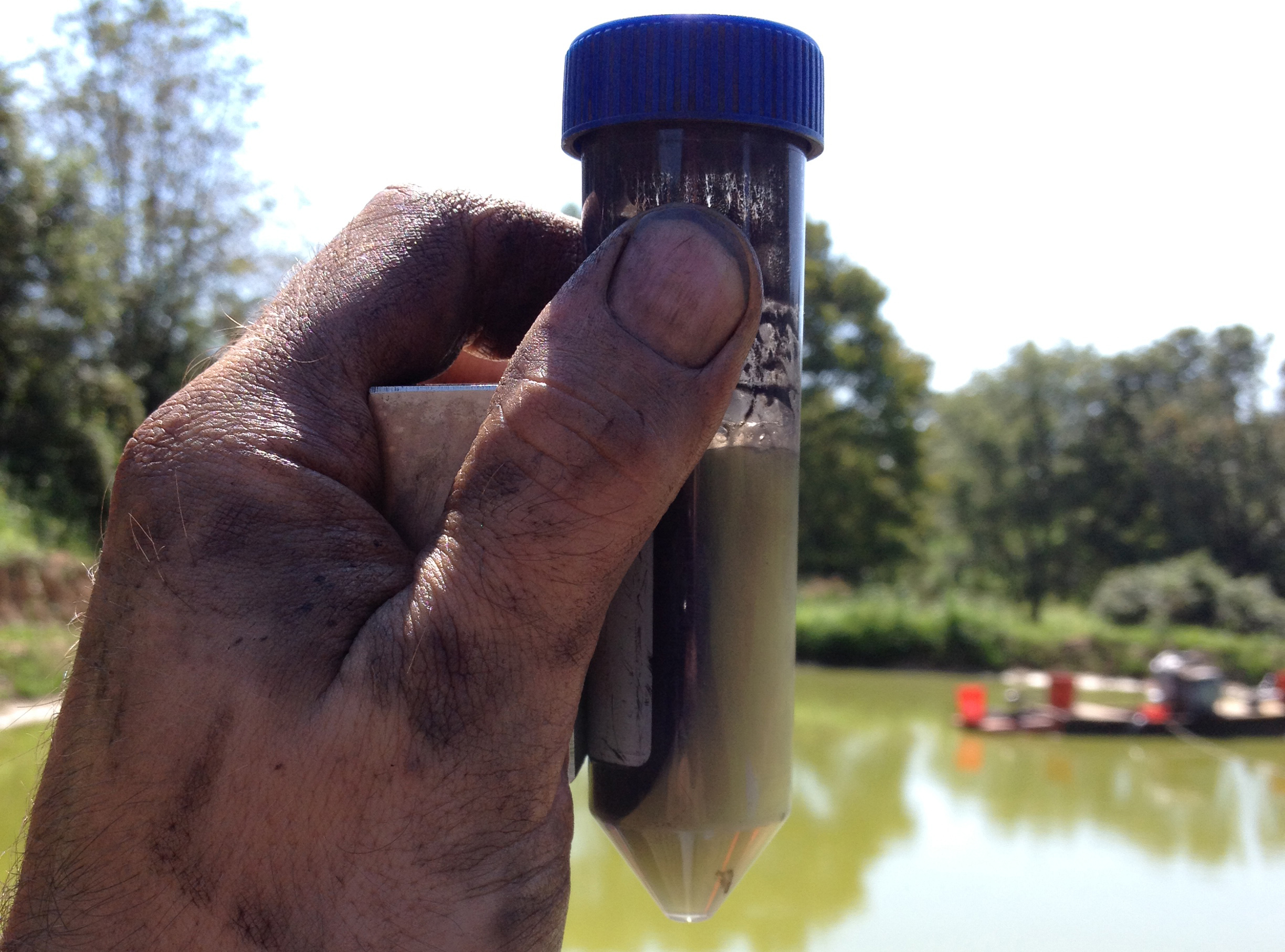 algae extracted from pond