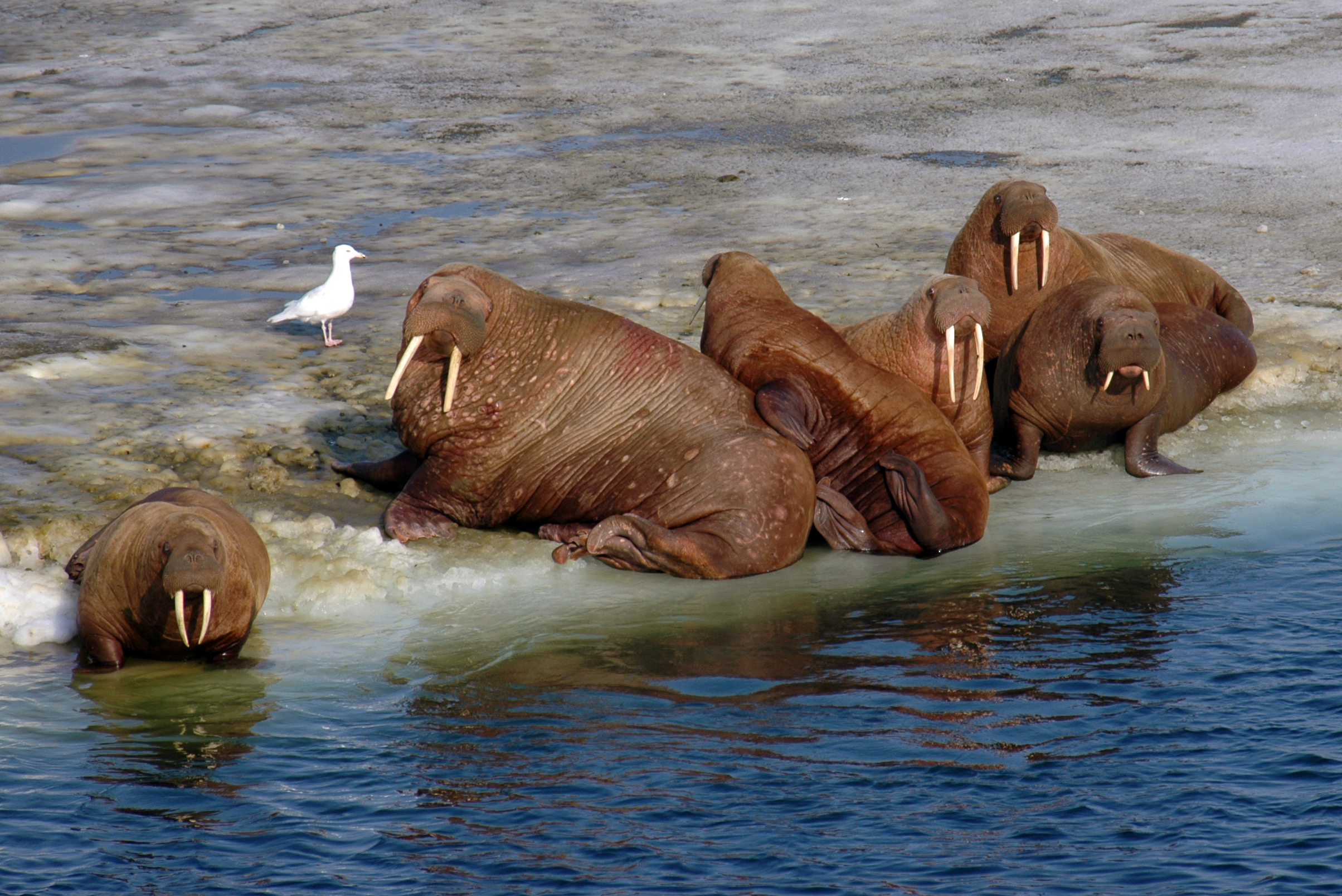 Walruses stuck on sea ice
