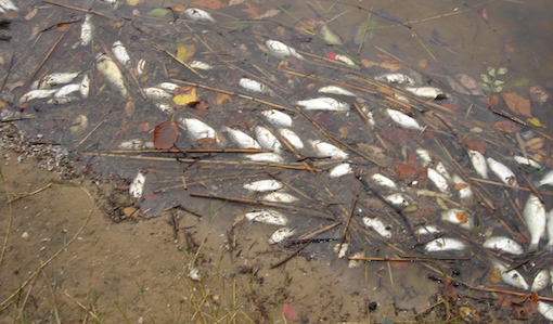 Blooms can severely reduce the amount of oxygen available to living things, kill fish and alter food webs.