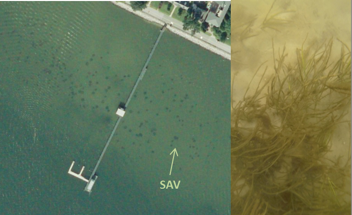: This aerial photo of CBL Pier, captured in September 2017, shows what appeared to be patches of bay grasses growing nearby (image courtesy of Bob Orth, VIMS). The following (right) underwater photograph confirmed that bay grasses are indeed growing in t