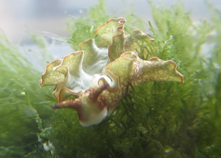 A sea slug feeds on seaweed underwater