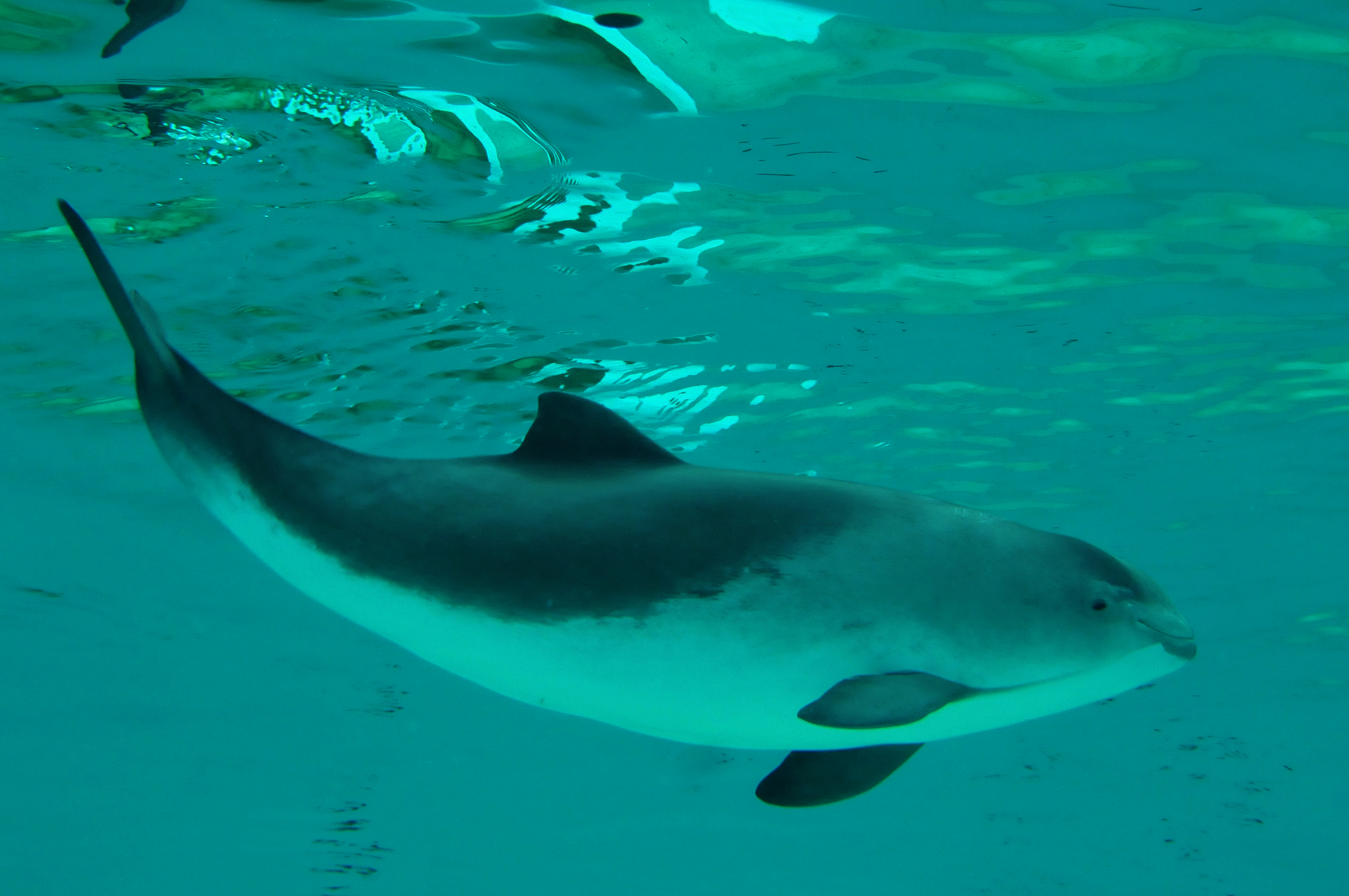 harbor porpoise
