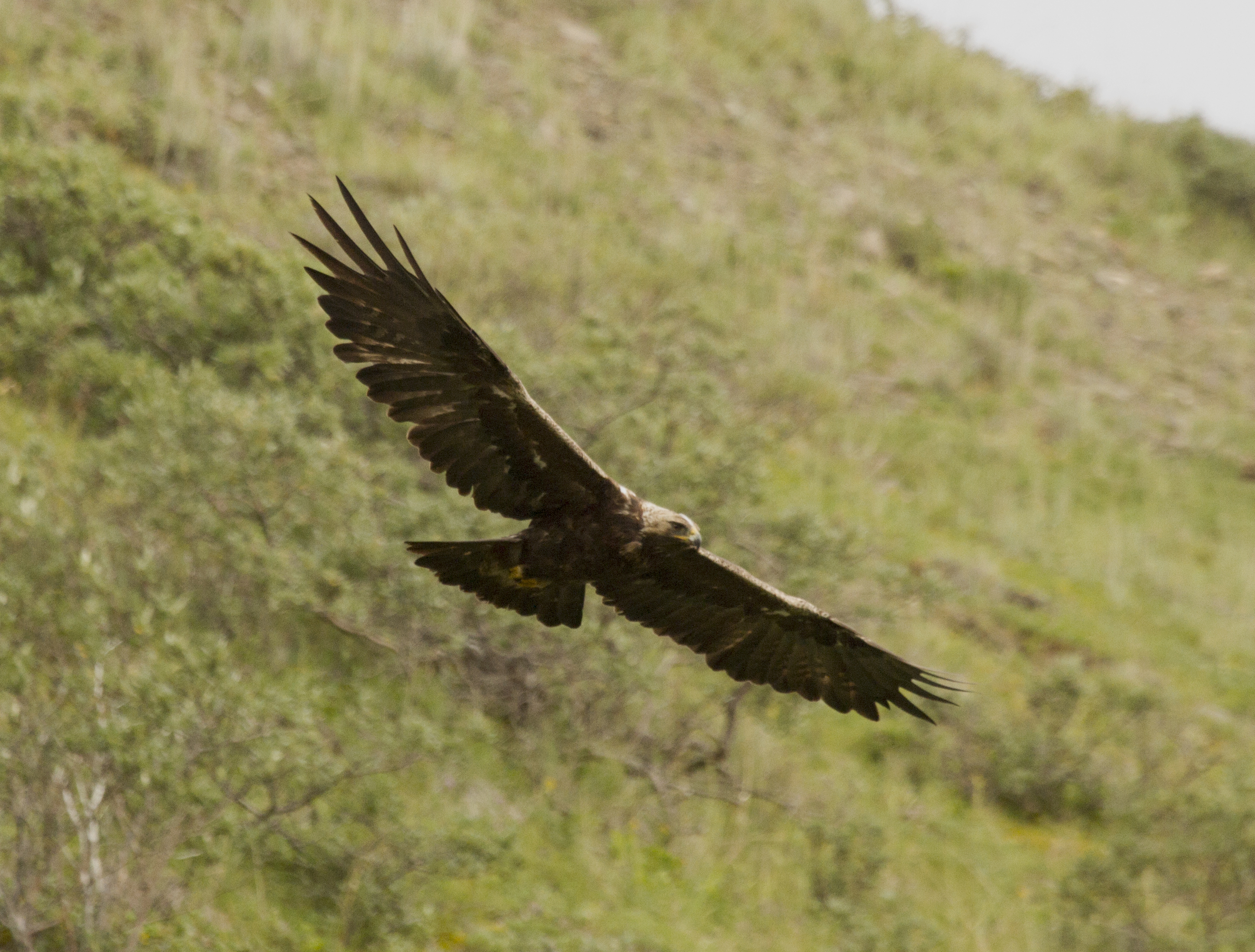 Golden Eagle