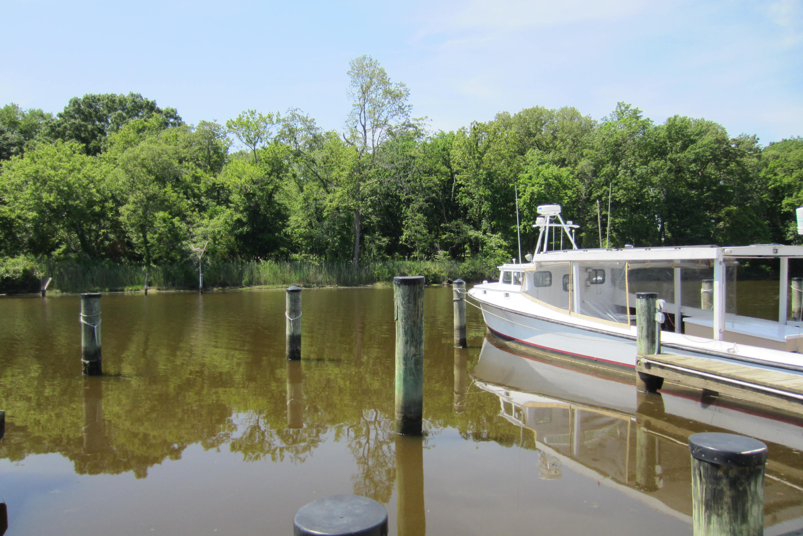 algal blooms