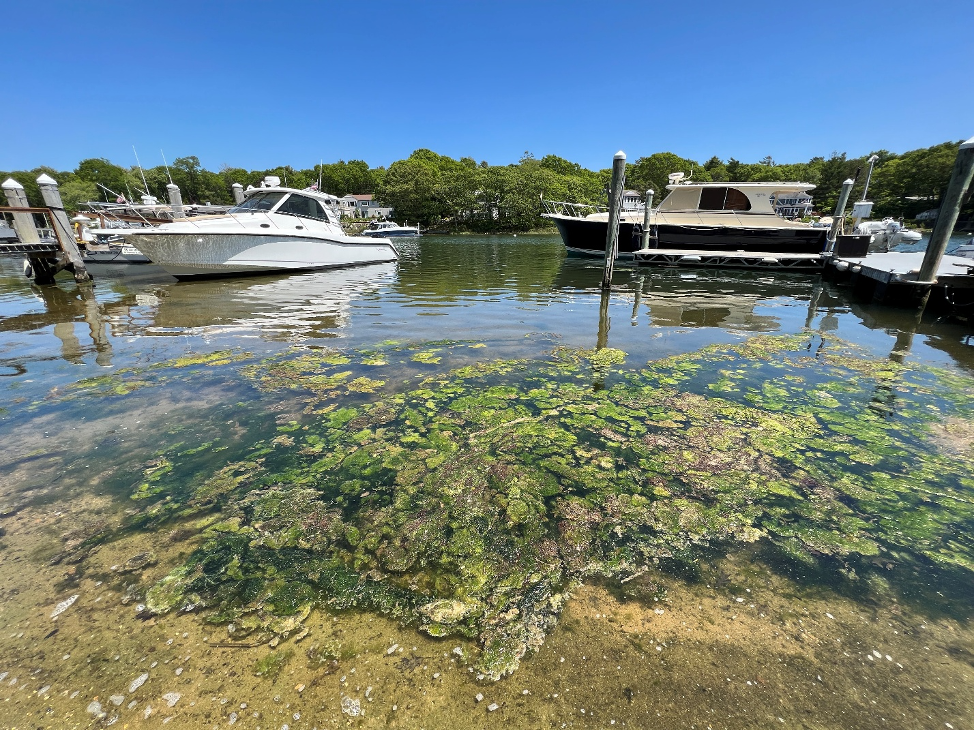 New research reveals how fast-growing Green Tides form