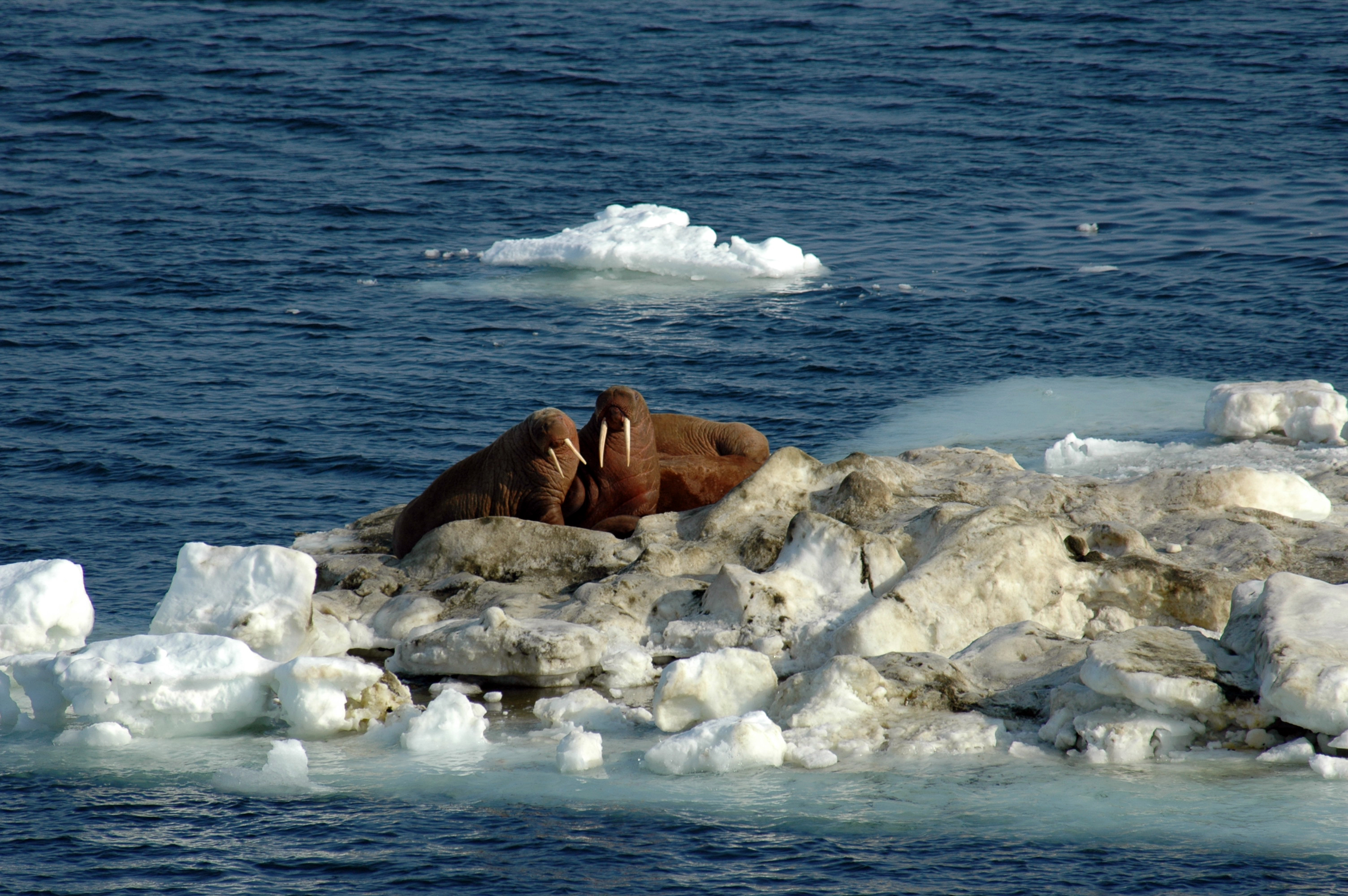 Walruses on sea ice