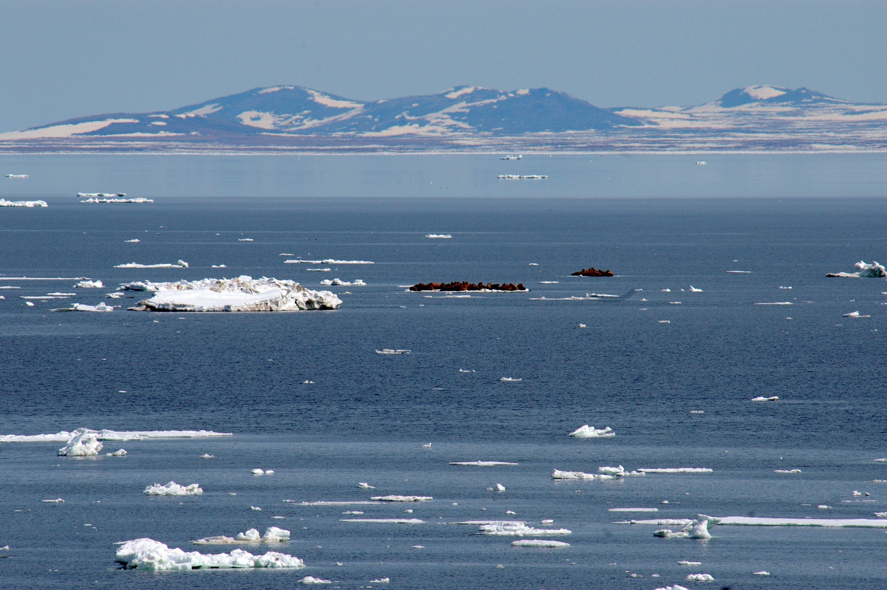 arctic sea ice with walruses in the distance