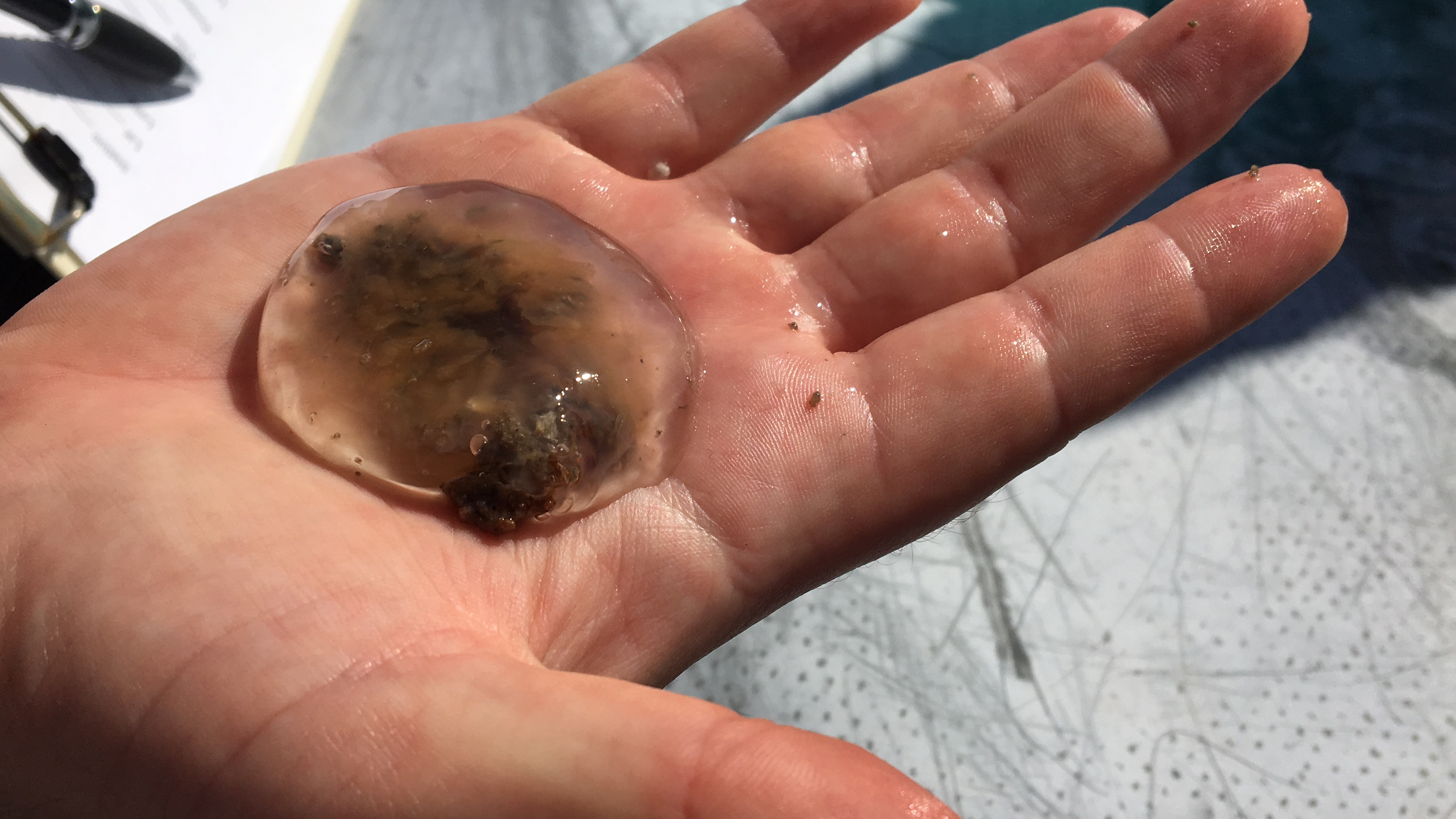 A lion's mane jellyfish