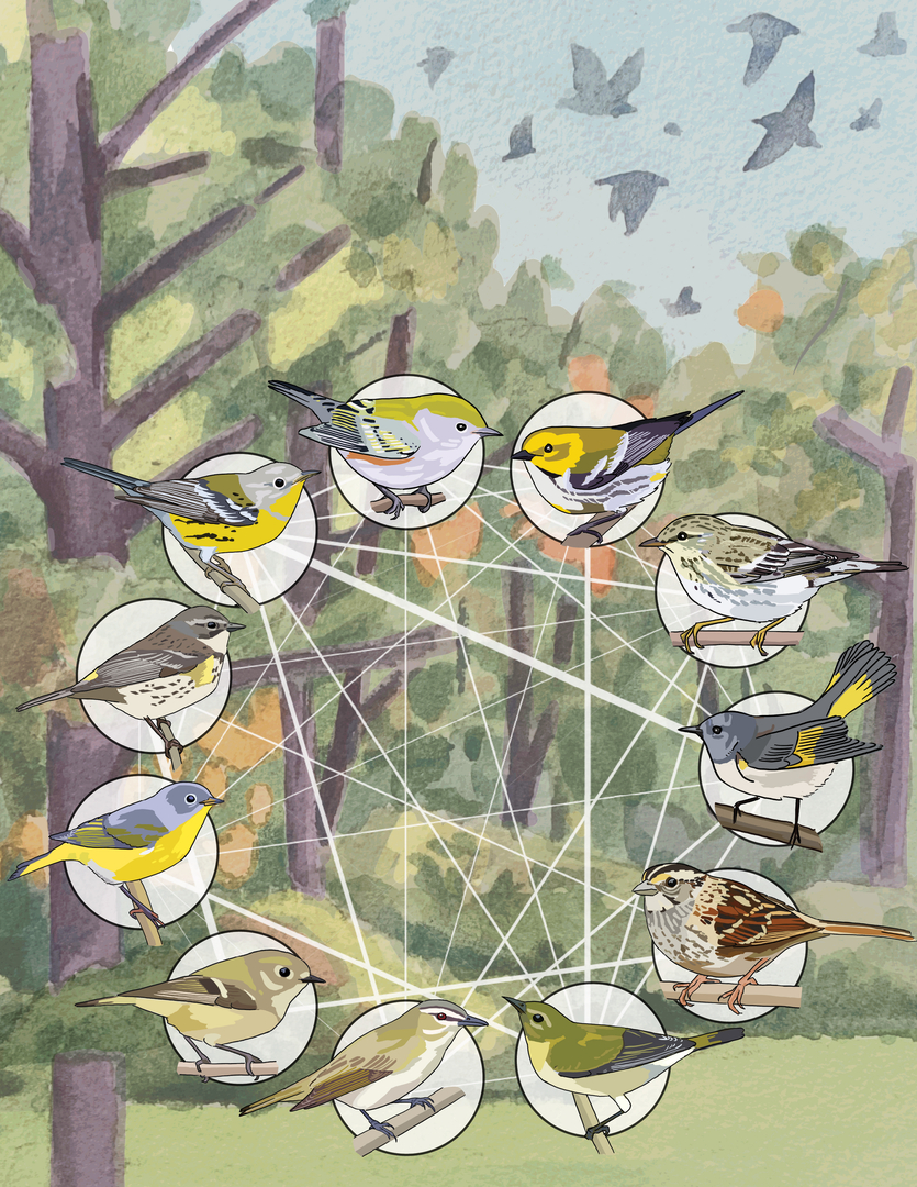 Persistent species relationships characterize migrating bird communities across stopover sites and seasons